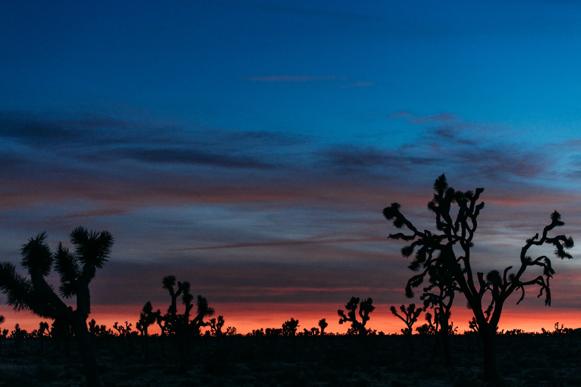 _DSC2098.jpg