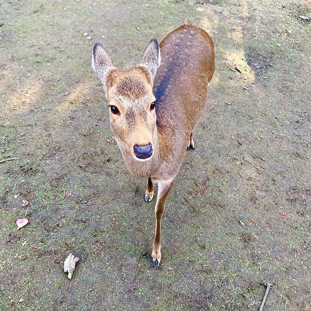 Visiting the bowing deer in Nara Park❤️ #japan #nara #deer #travel #narapark #narajapan #bowingdeerofnara