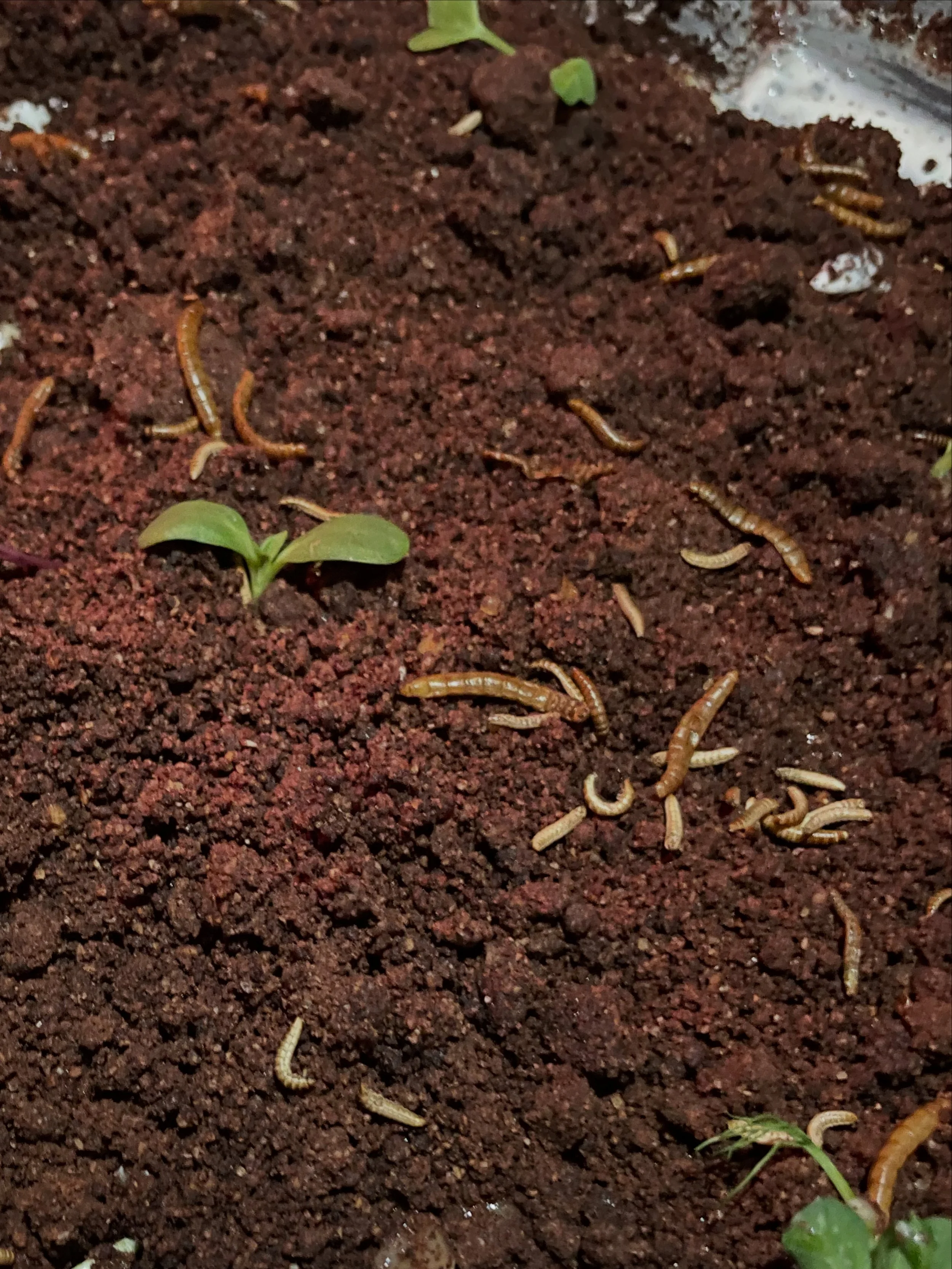 BRAVE BITES EDIBLE SOIL  // 150 G