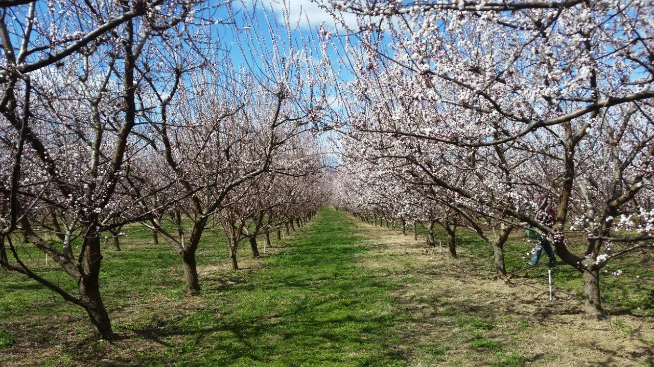 Orchard 1.jpg