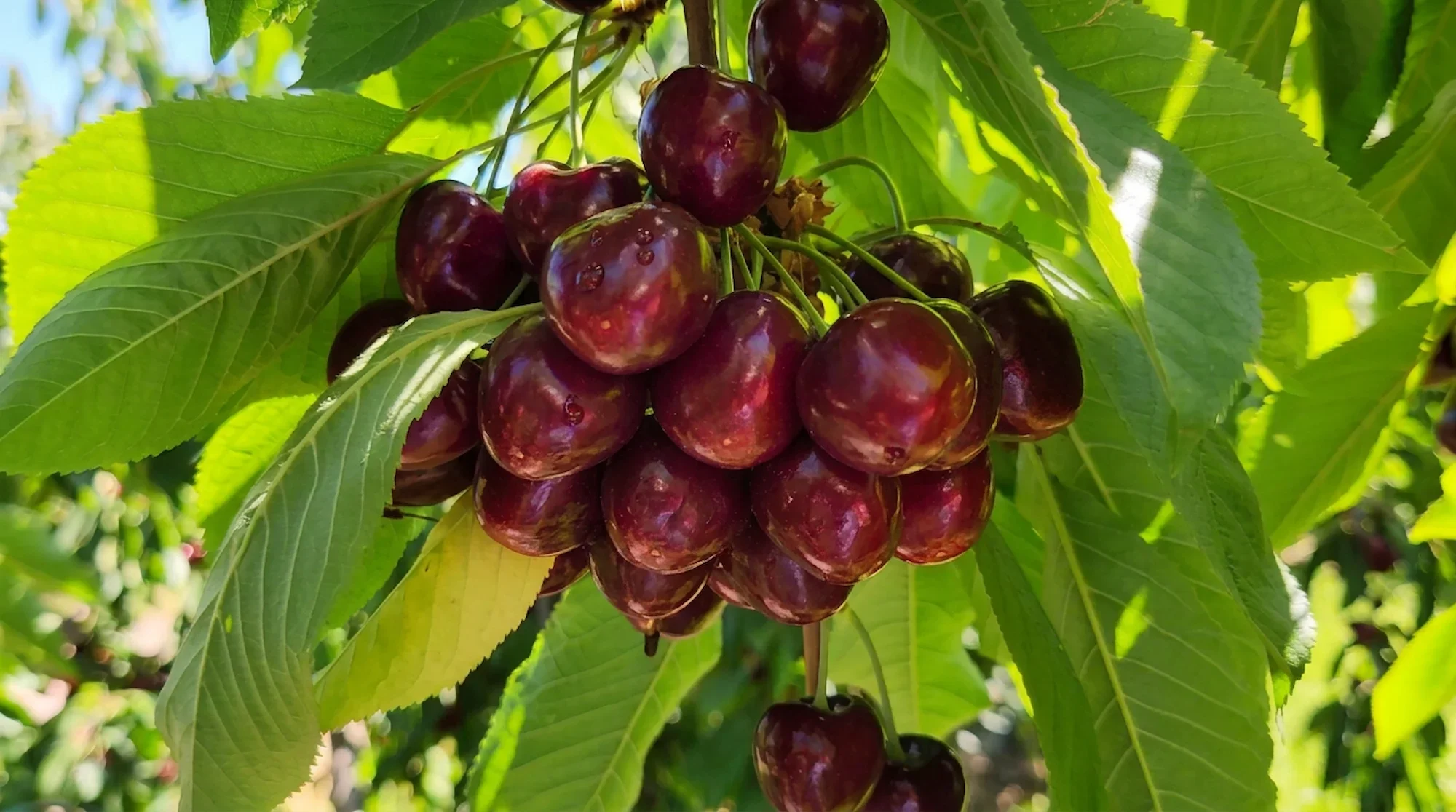 Ripe sweet cherries growing in Craig Harris's family orchard in Washington's Yakima Valley.