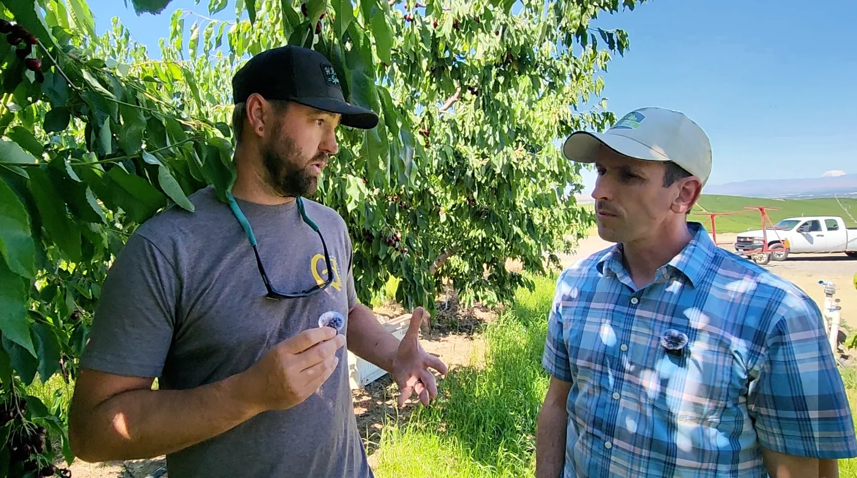 Fourth-generation cherry grower Craig Harris sharing cherry growing advice during an orchard interview in Washington State.