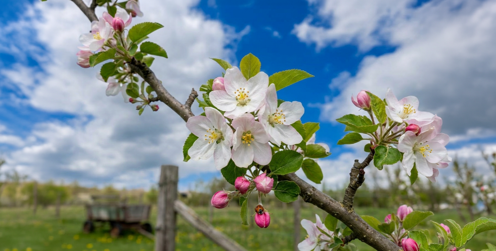 Apple tree blossoms during spring bloom, showing flowers that need pollination to set fruit.