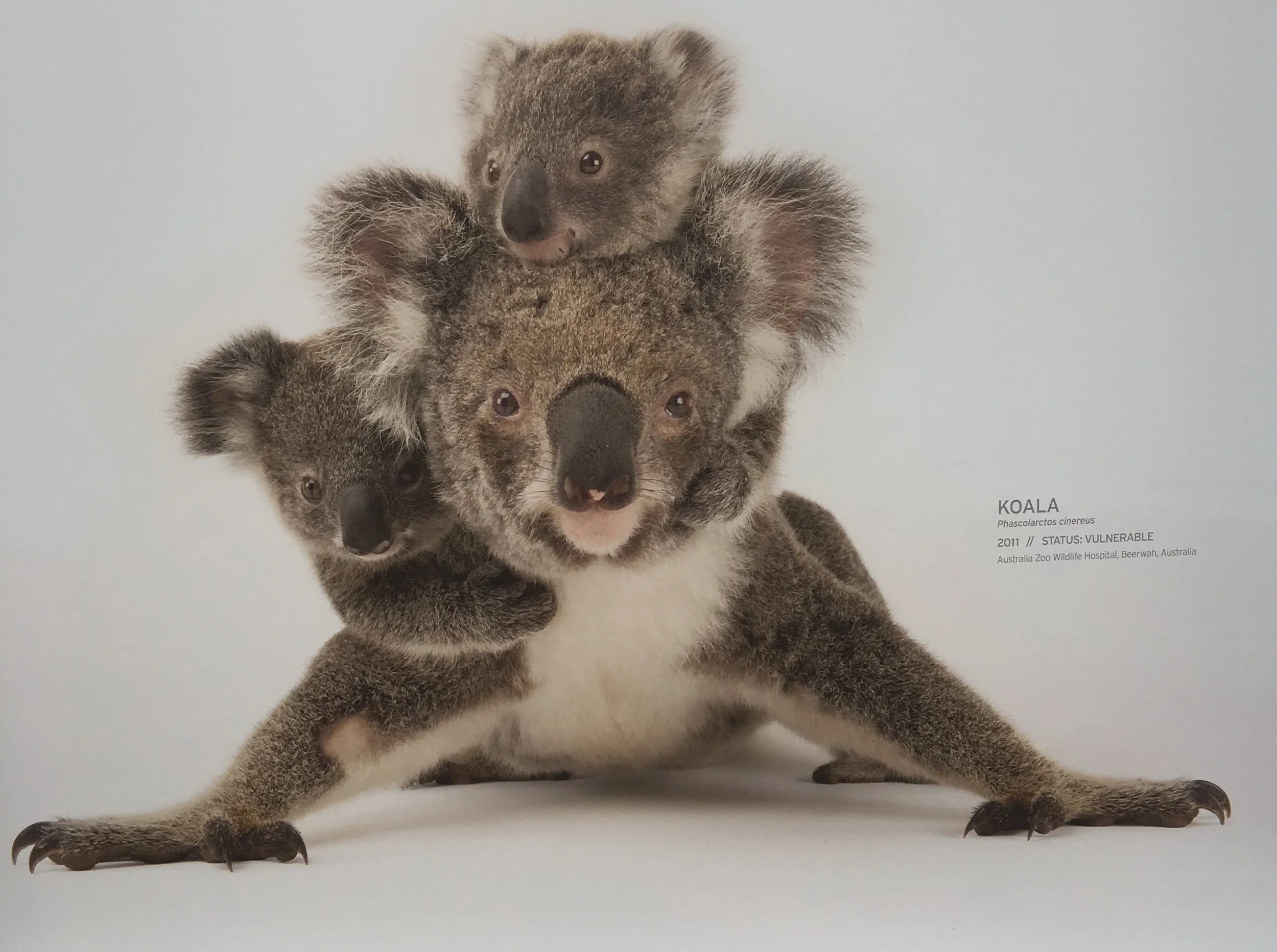 Marsupial love