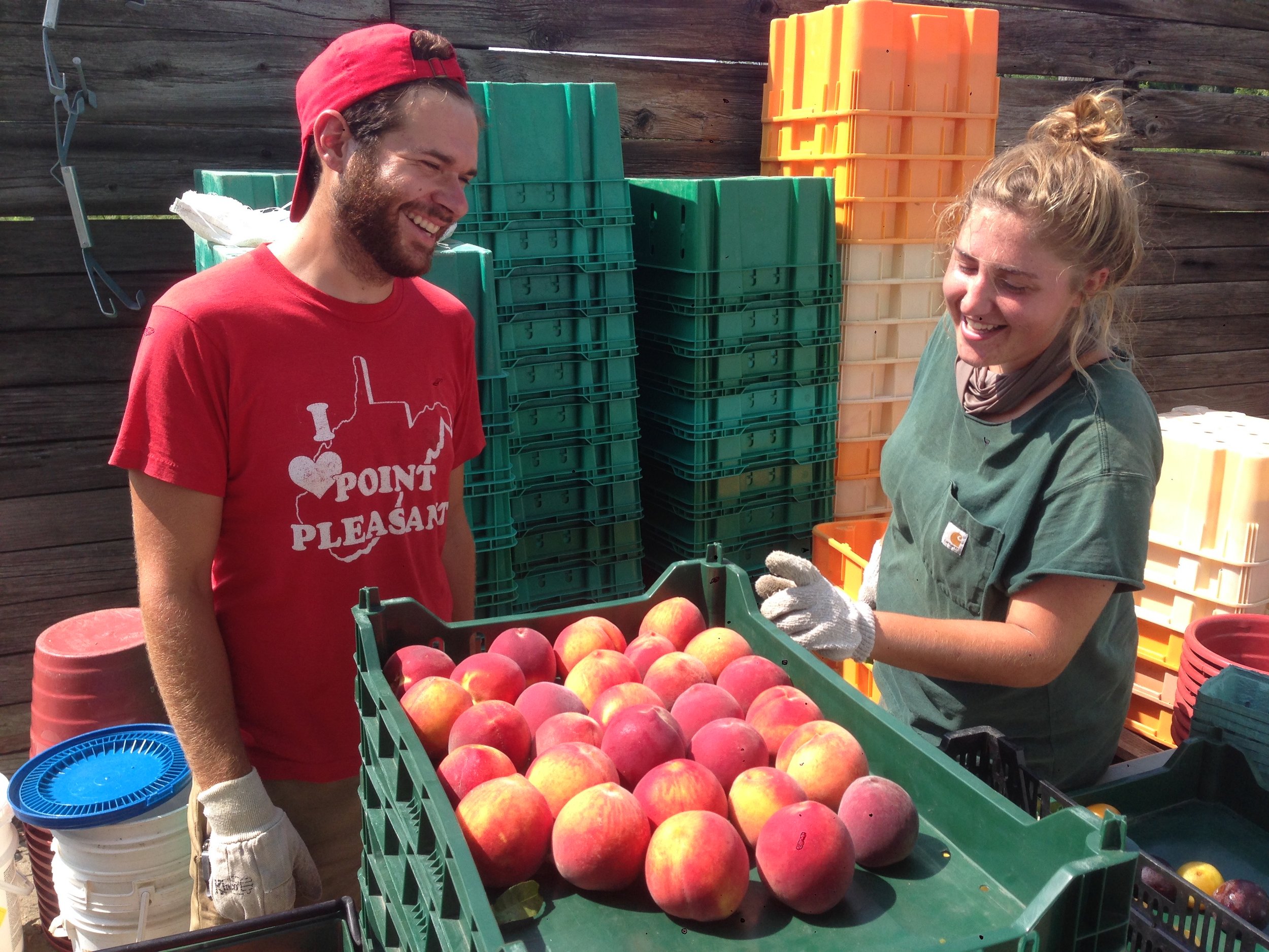 Ali Seth Grading Peaches.jpg