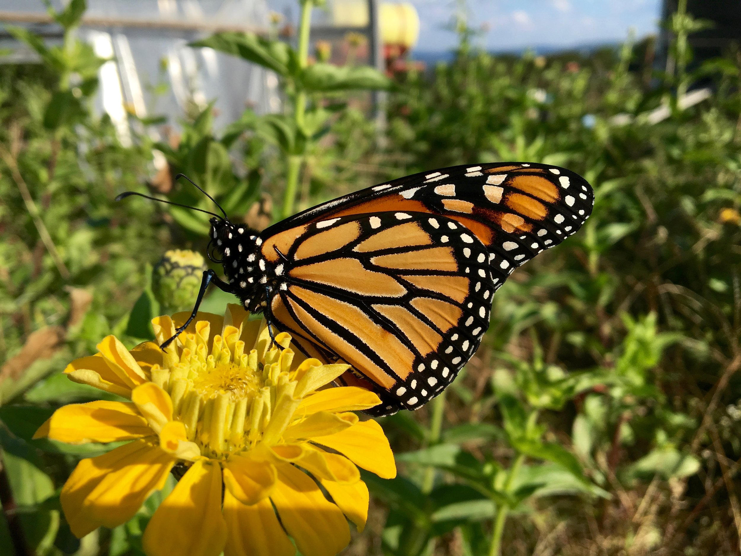 Monarch on Flower.jpg