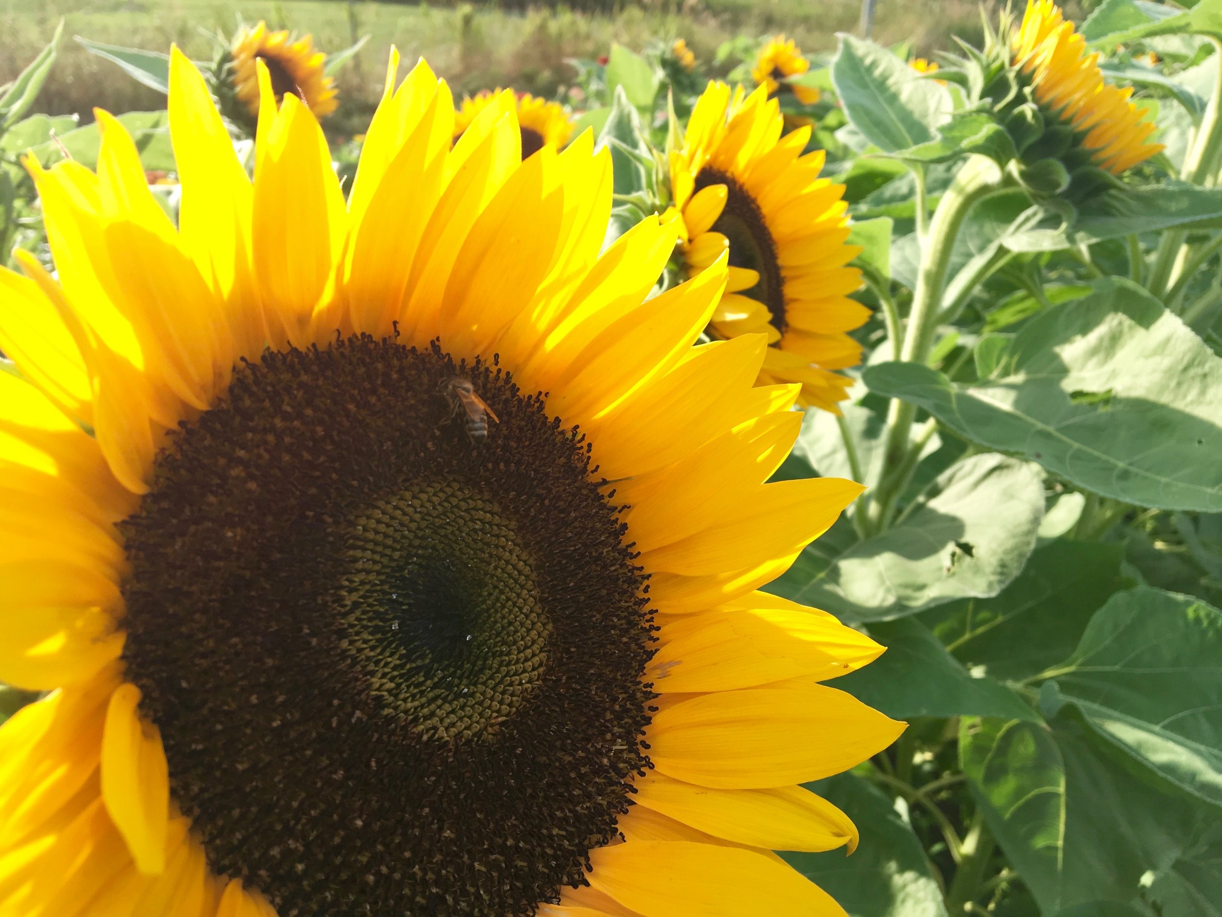 Sunflower w Bee.jpg