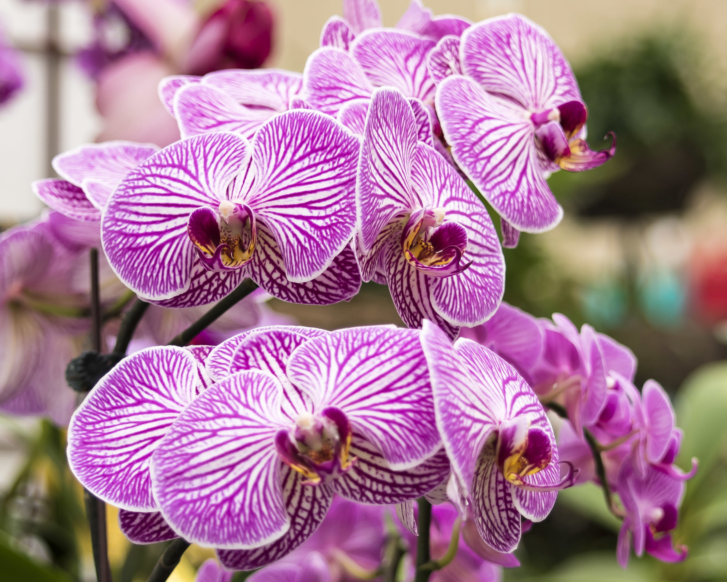 orchids 9 20170211.jpg