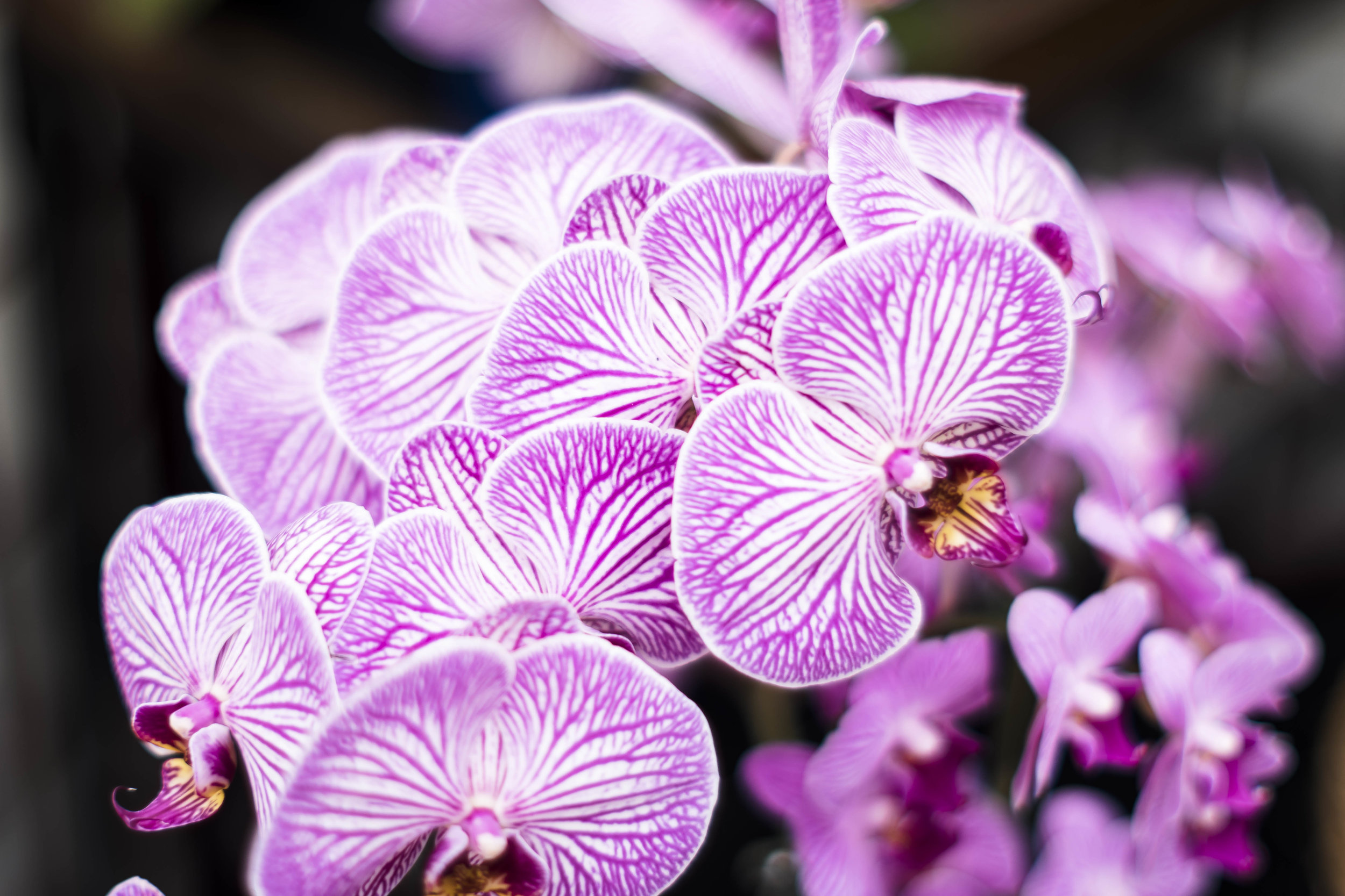 orchids 1 20170211.jpg