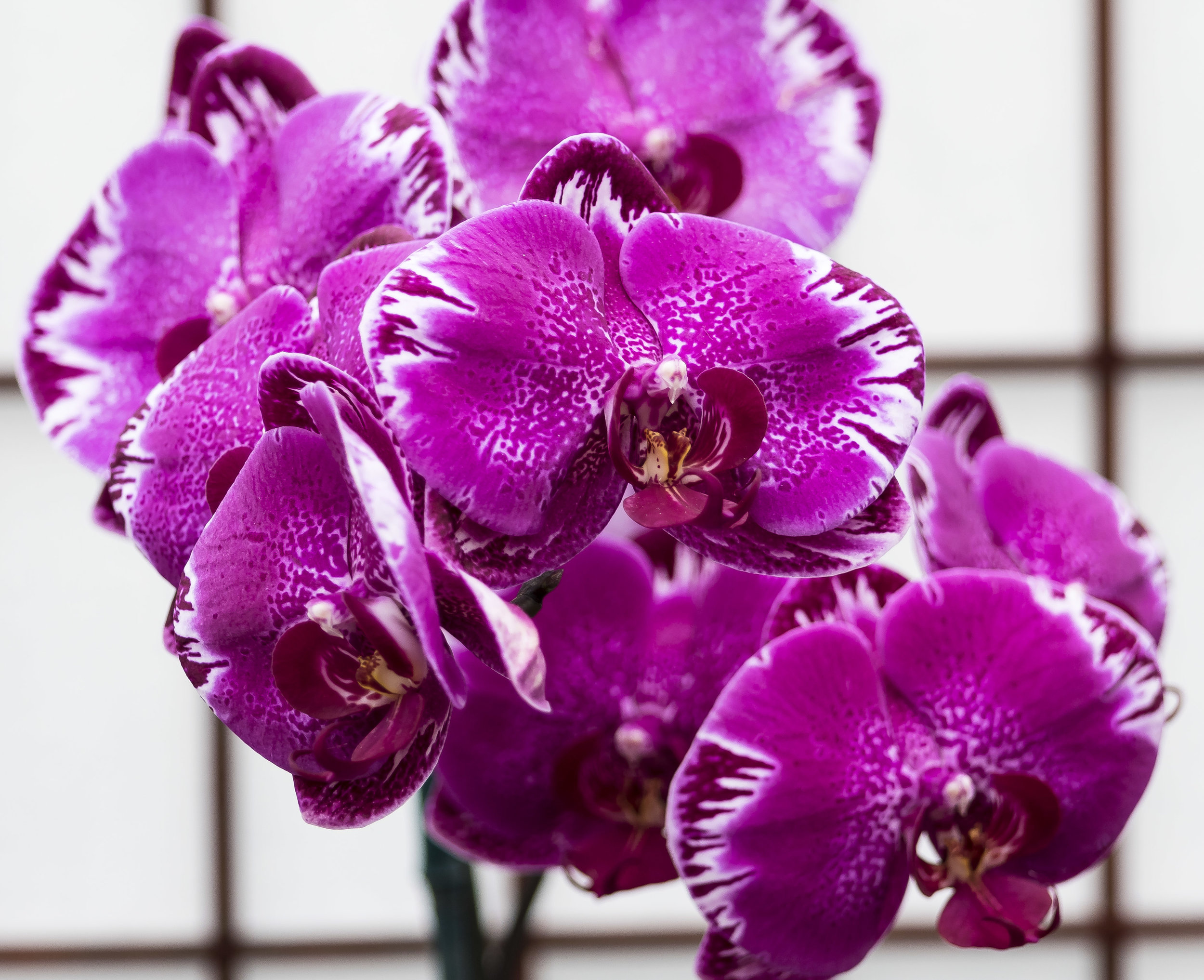 orchids 10 20170211.jpg