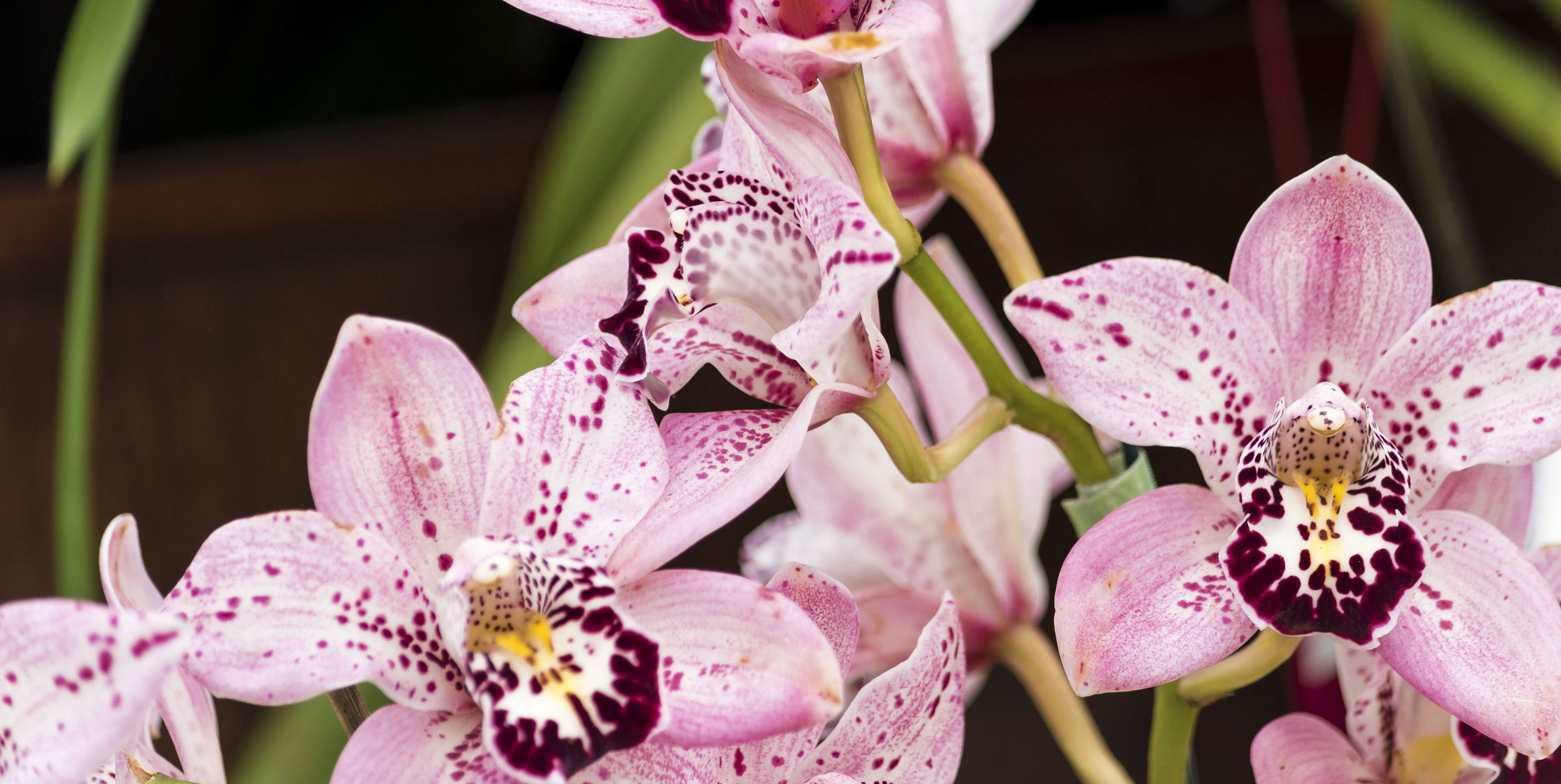 orchids 12 20170211.jpg