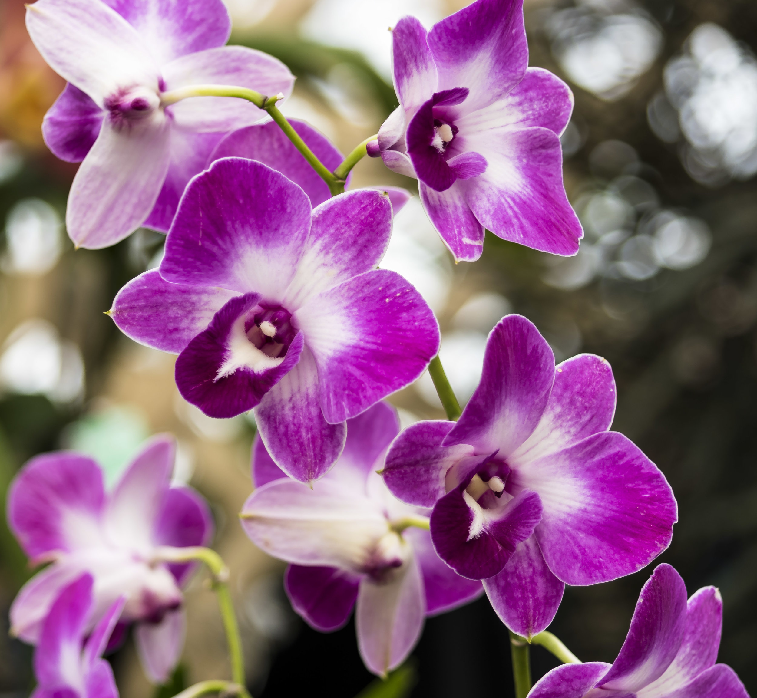 orchids 14 20170211.jpg
