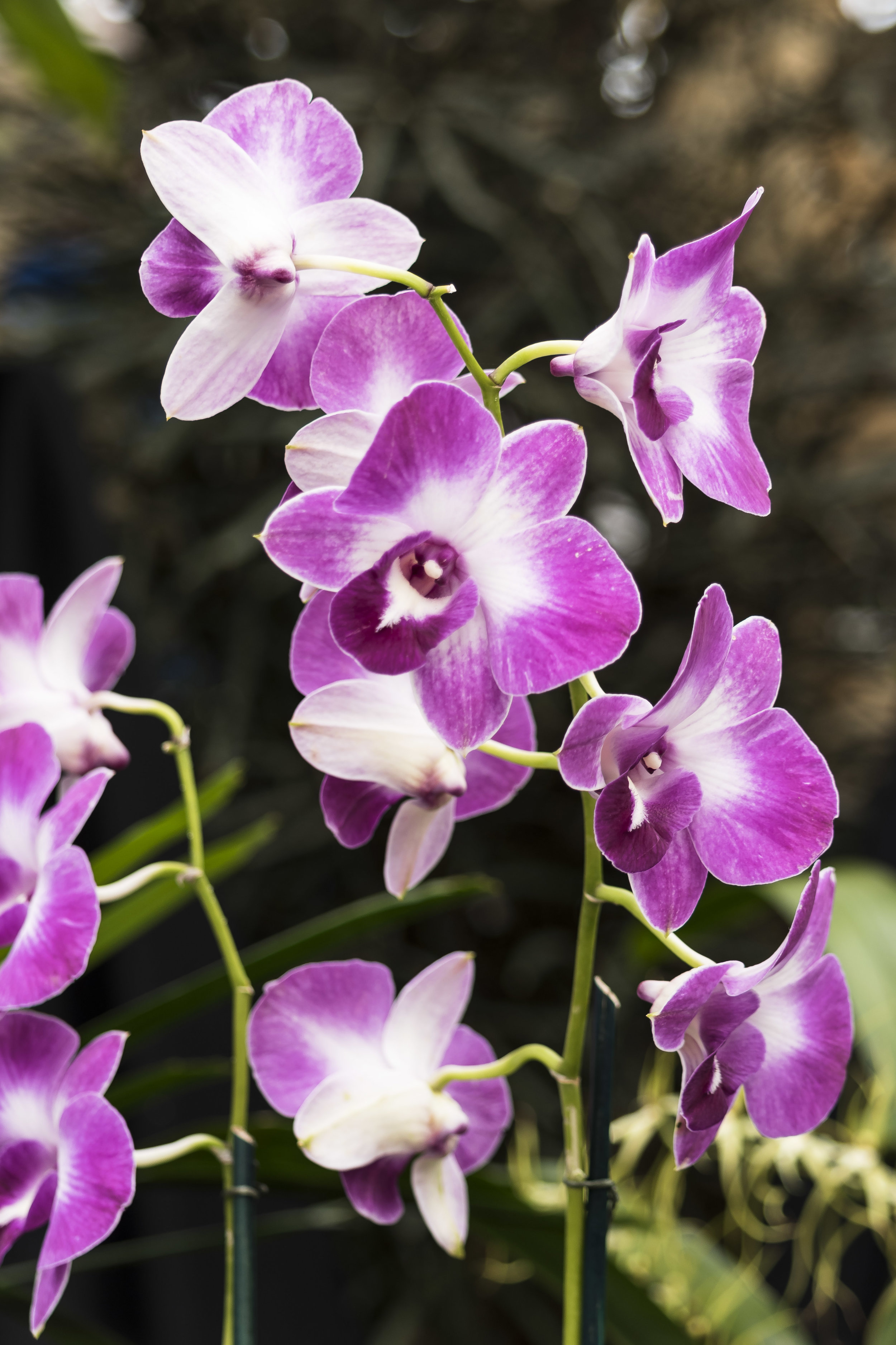 orchids 15 20170211.jpg