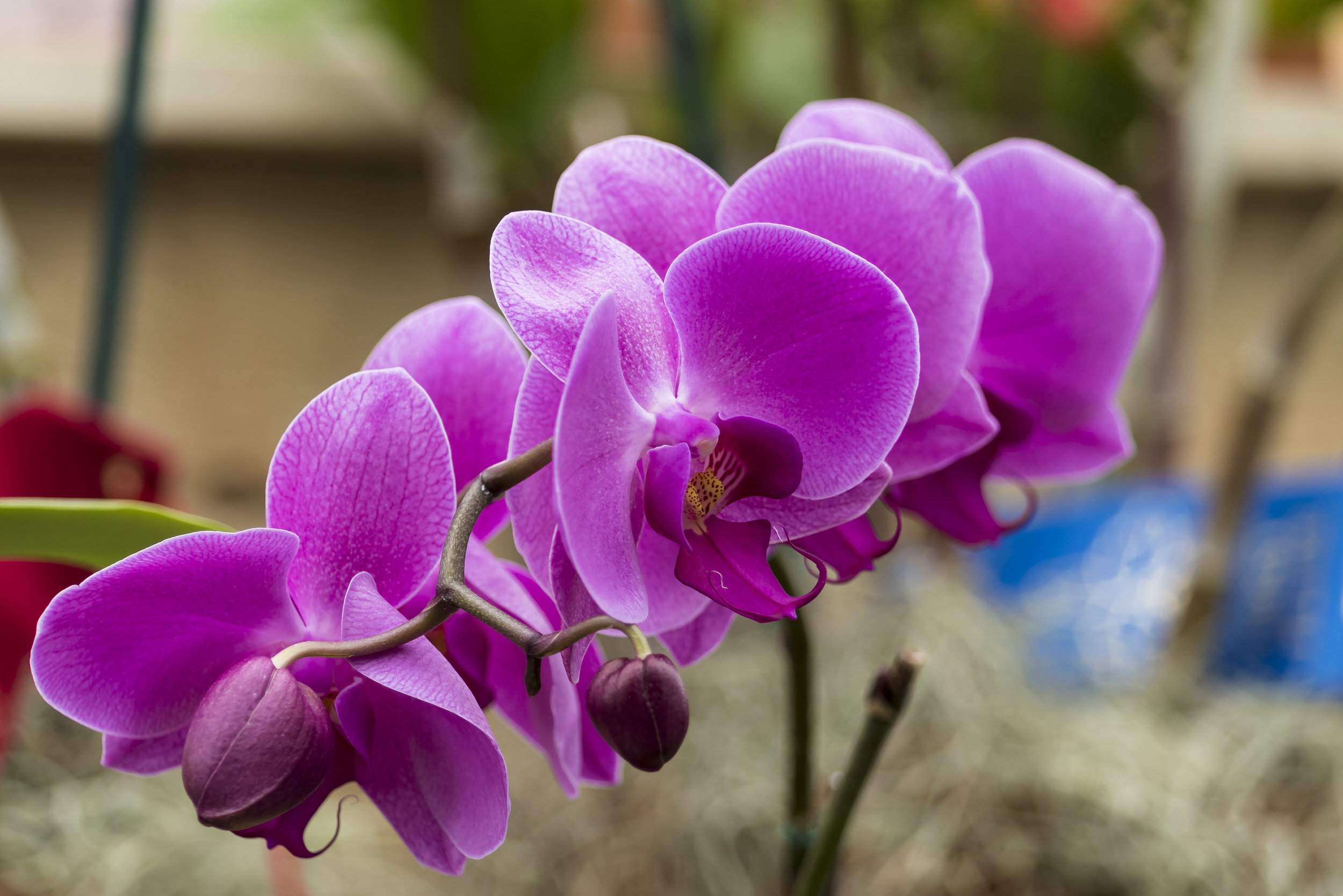 orchids 23 20170211.jpg