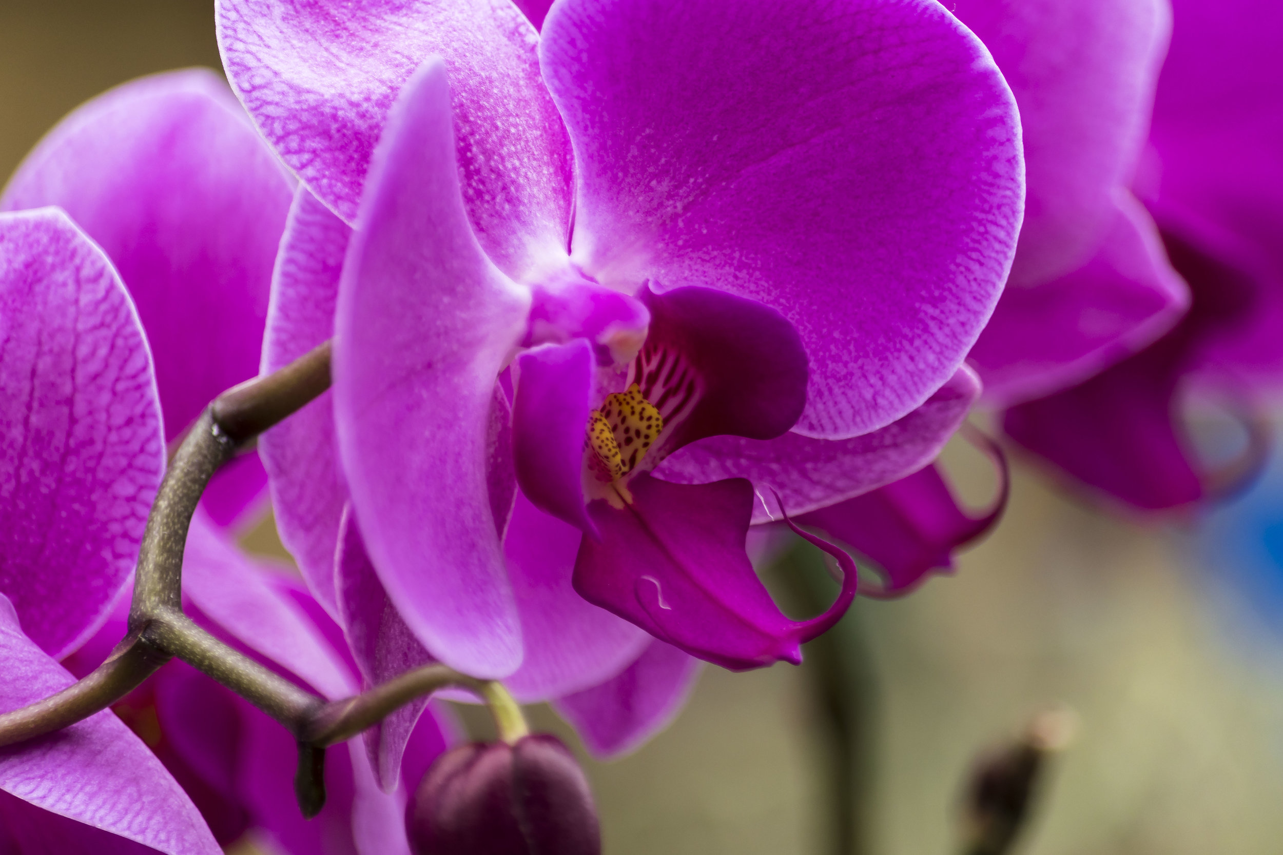 orchids 25 20170211.jpg