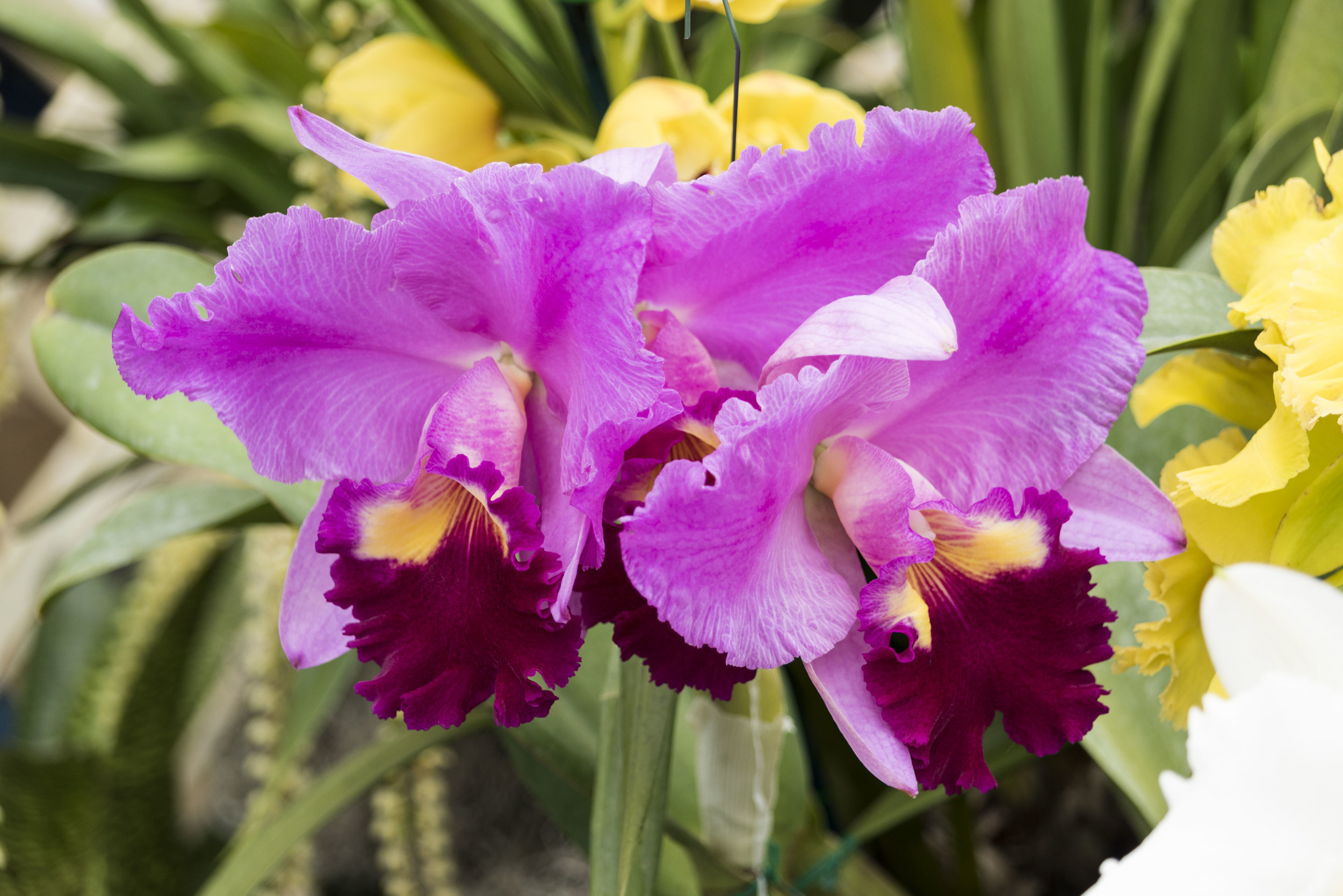 orchids 34 20170211.jpg