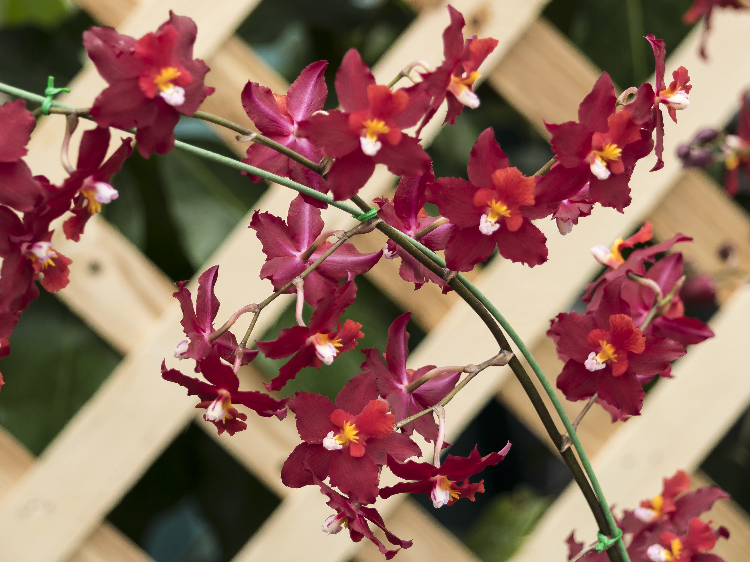 orchids 35 20170211.jpg