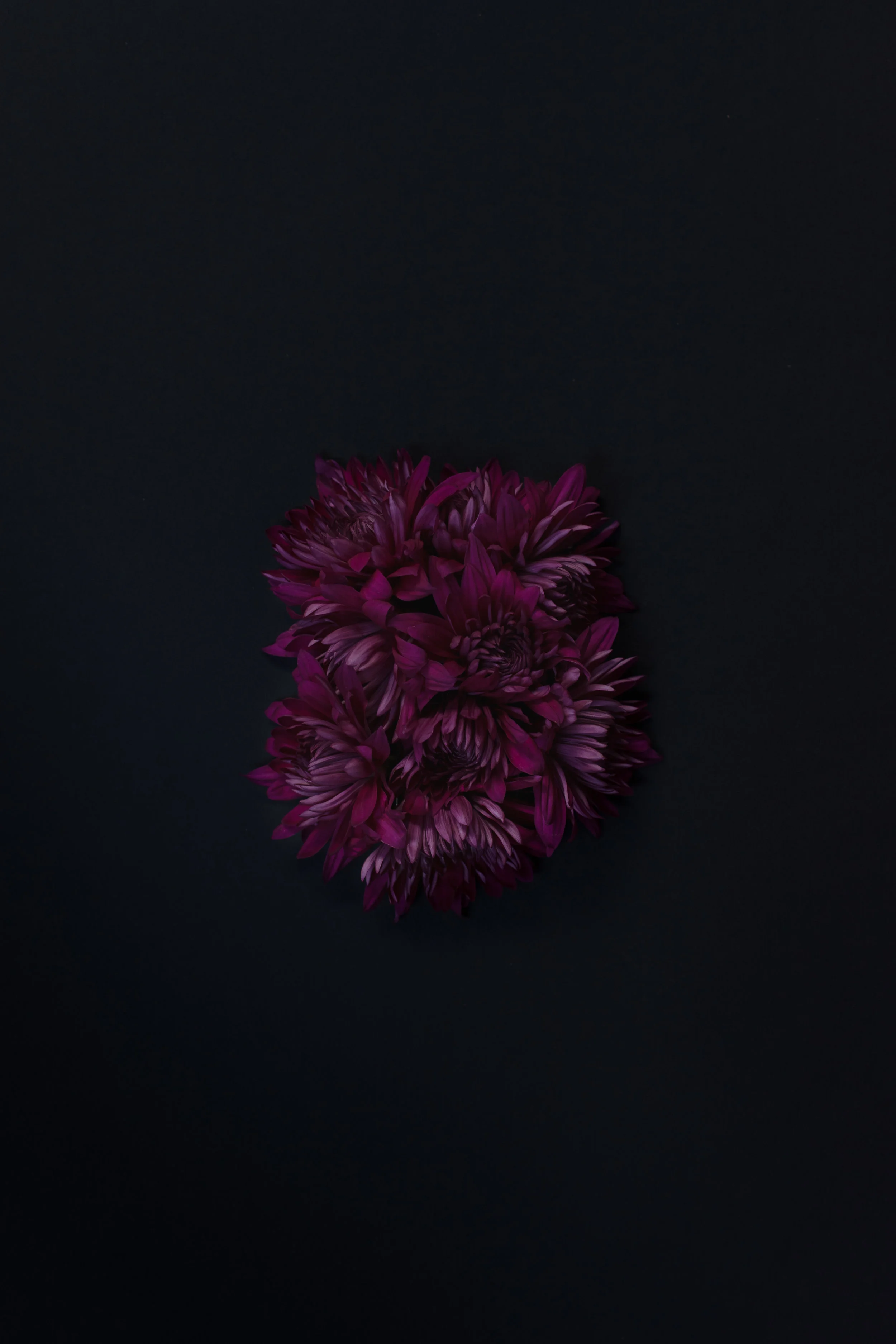 Portfolio-vibrant-0127.JPG