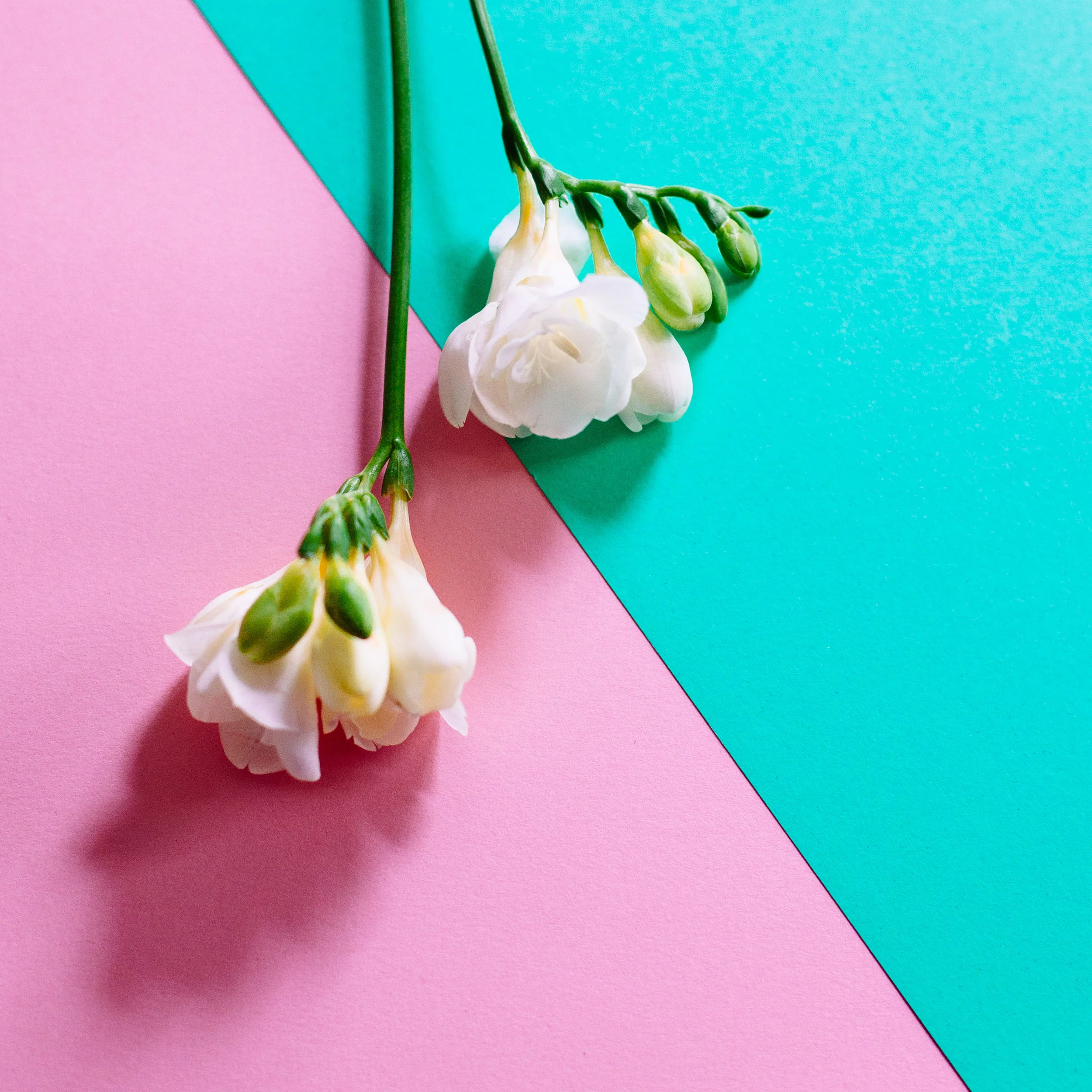 Portfolio-vibrant-0170.JPG