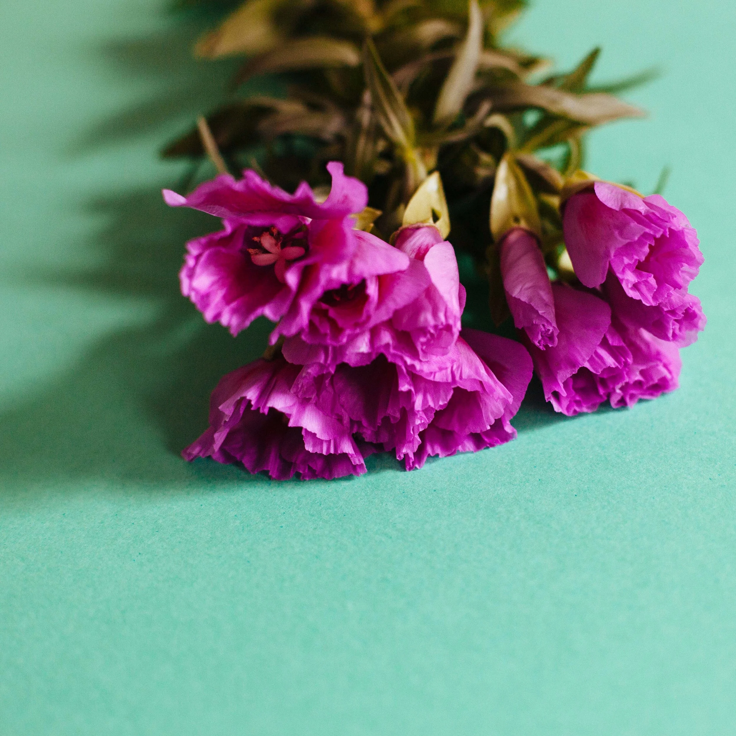 Portfolio-vibrant-0185.JPG