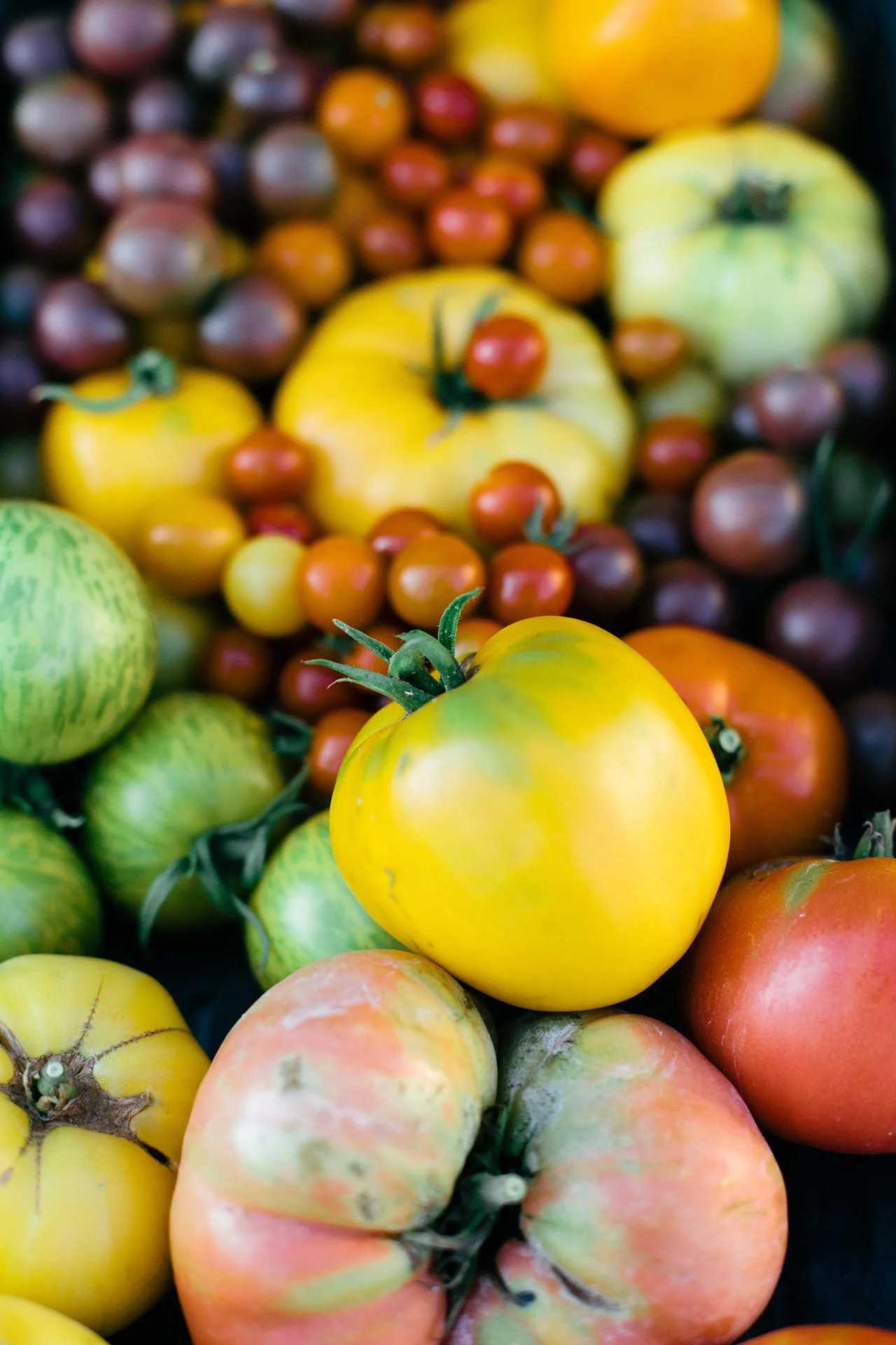 It seems like most everyone I know is ready for fall, but I am not. So, I’ll just look at these freshly plucked tomatoes and hold on to summer a little bit longer.