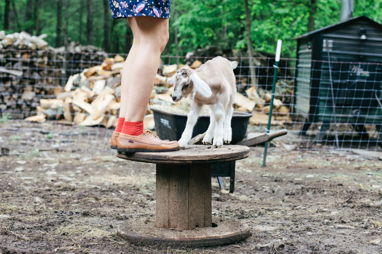 One more of Huckleberry, my favorite goat. Saugerties, New York - May 2014.