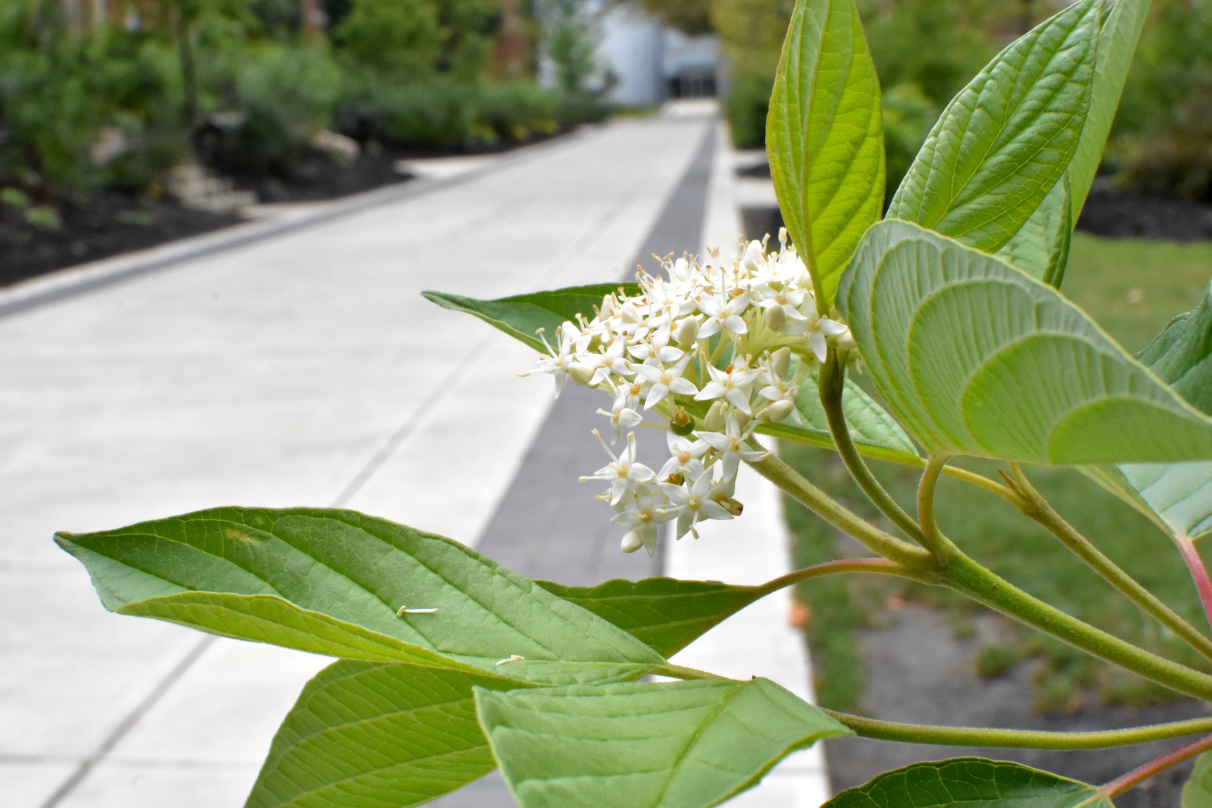 SUNY-Cortland-Graham-Ave-Bowers-Hall-Walkway-2017_ - 33.jpg