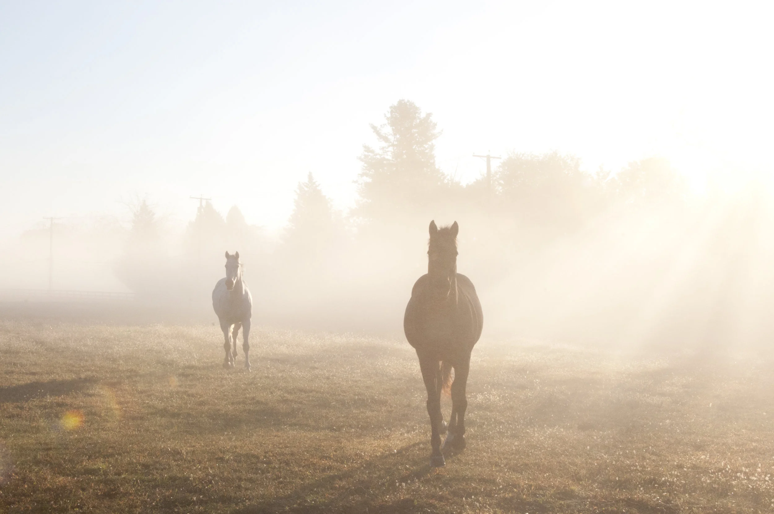 GrayJester.Sunrise.Fall2.jpg