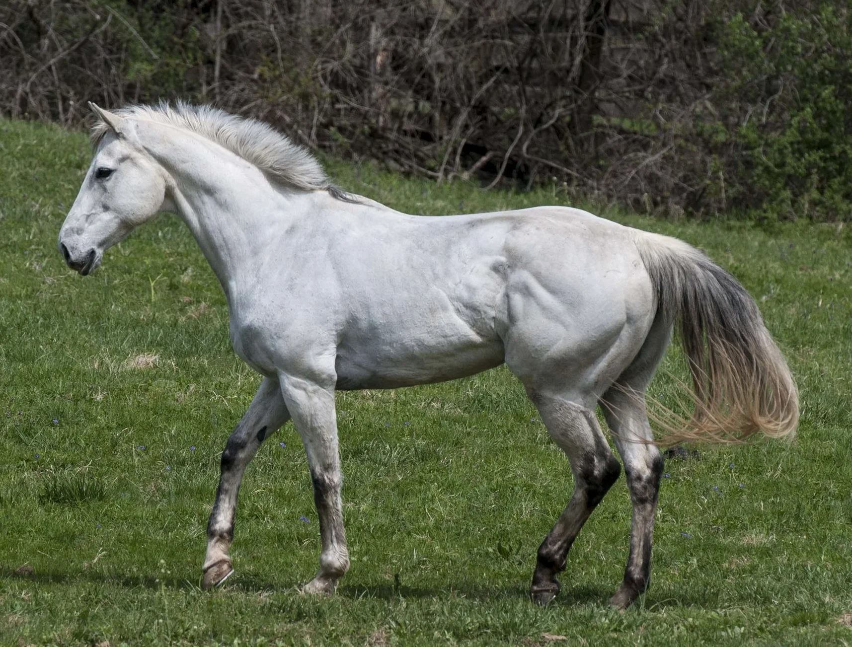 Gray041915-013.jpg