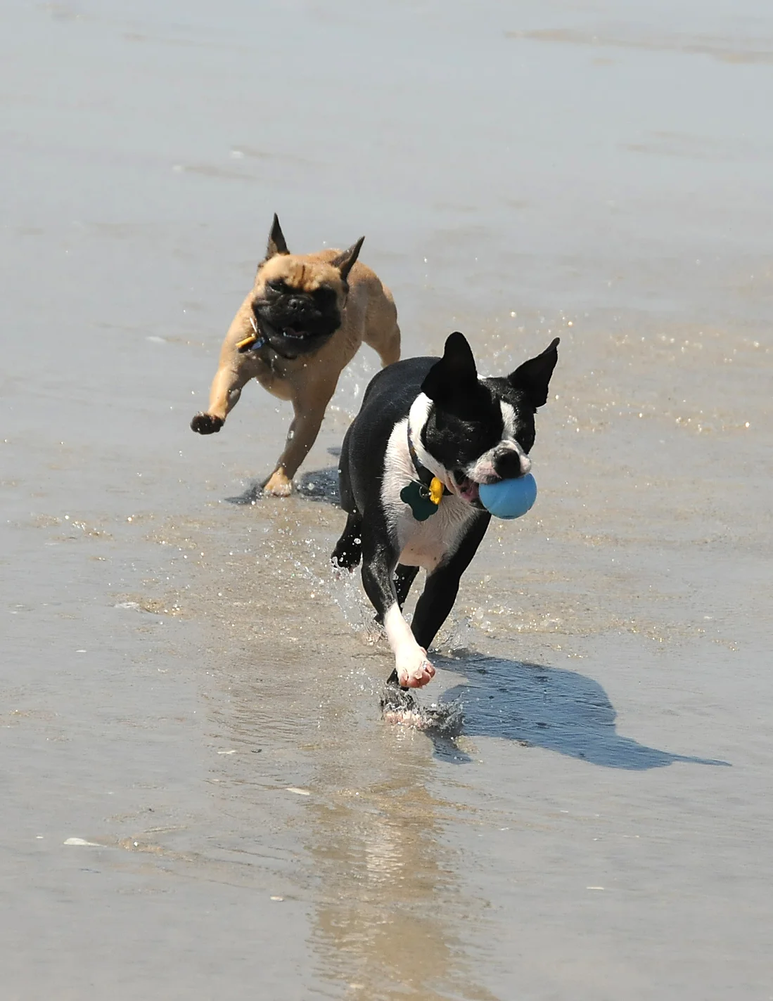 Topsail.Dogs.002.jpg