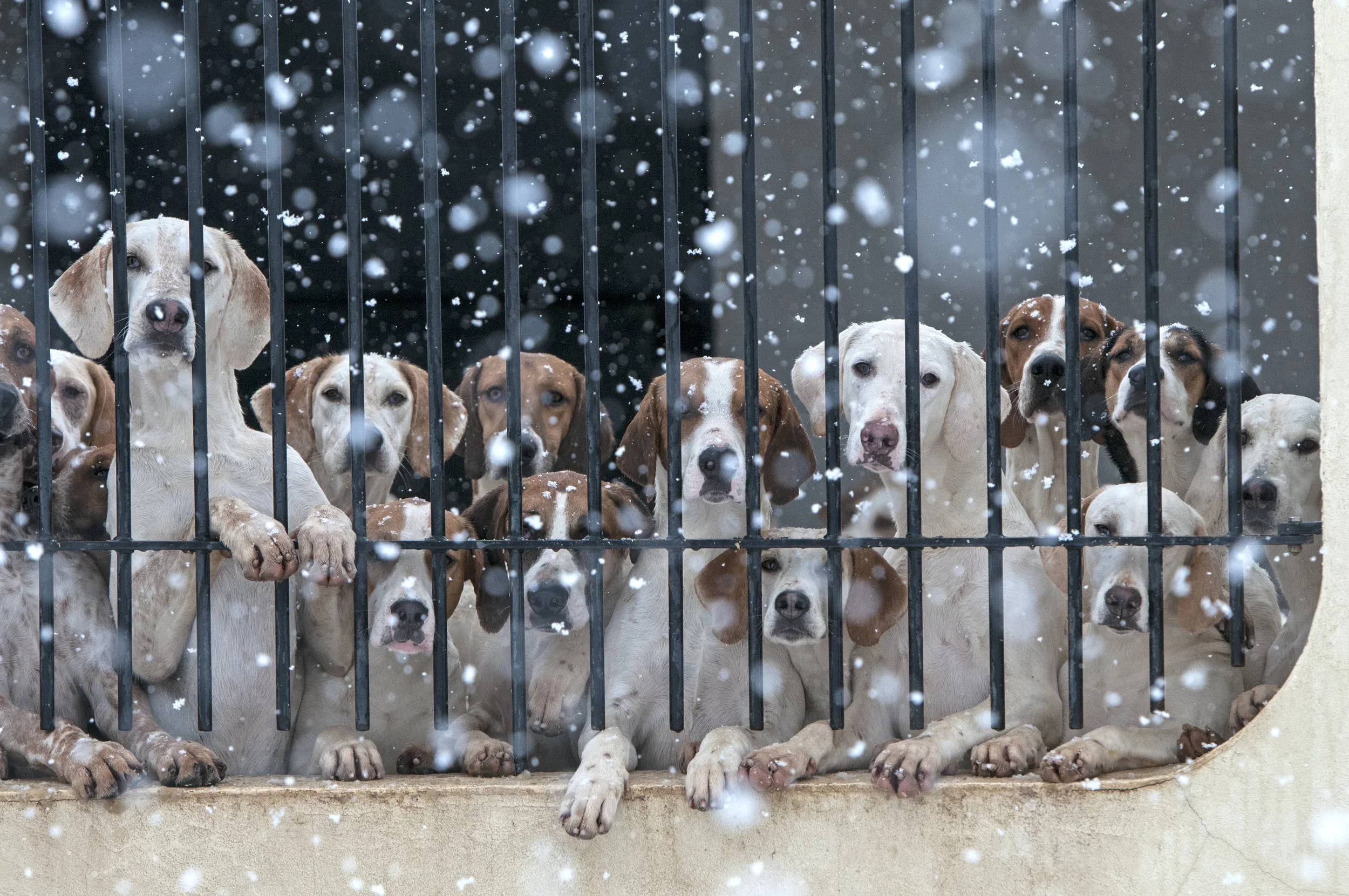 GSVHoundsKennelSnow_020916_03.jpg