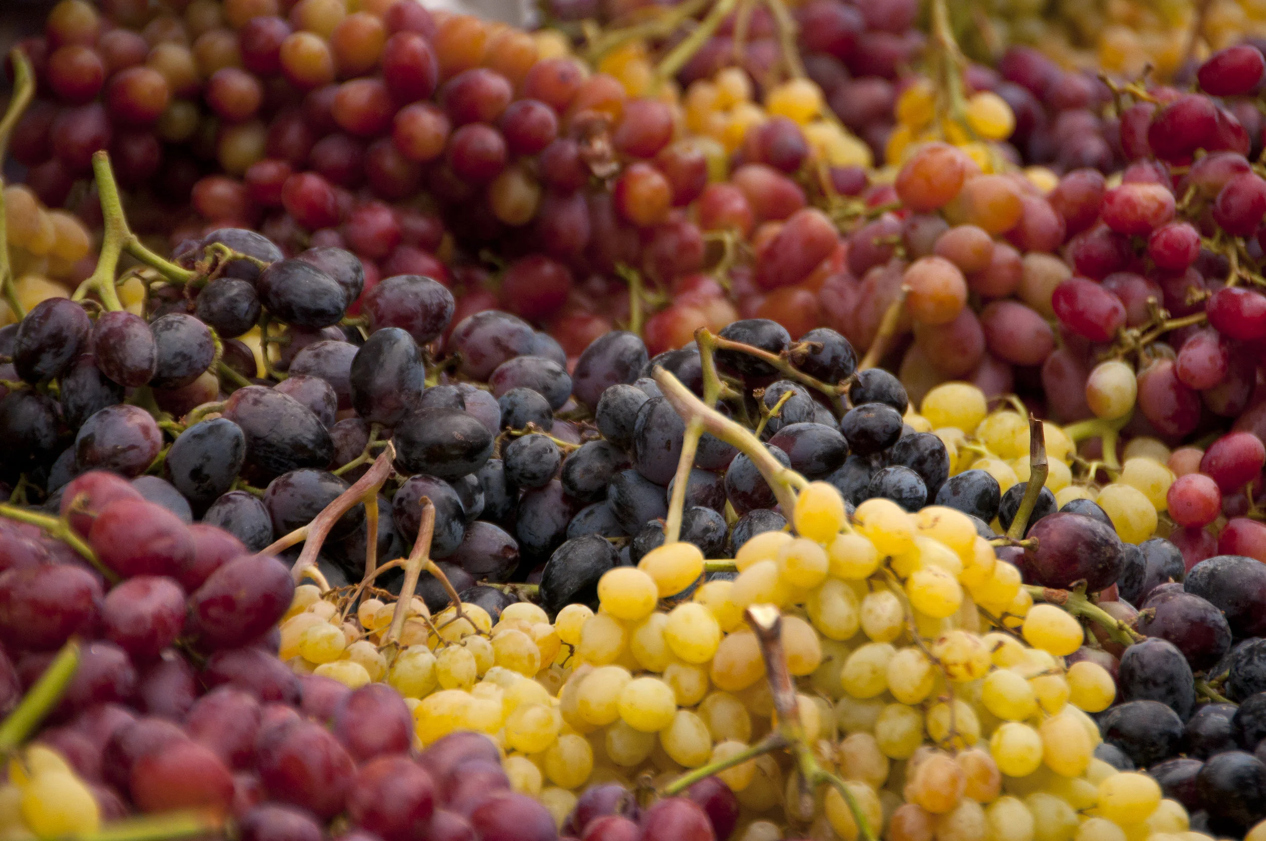 Grapes.1.jpg