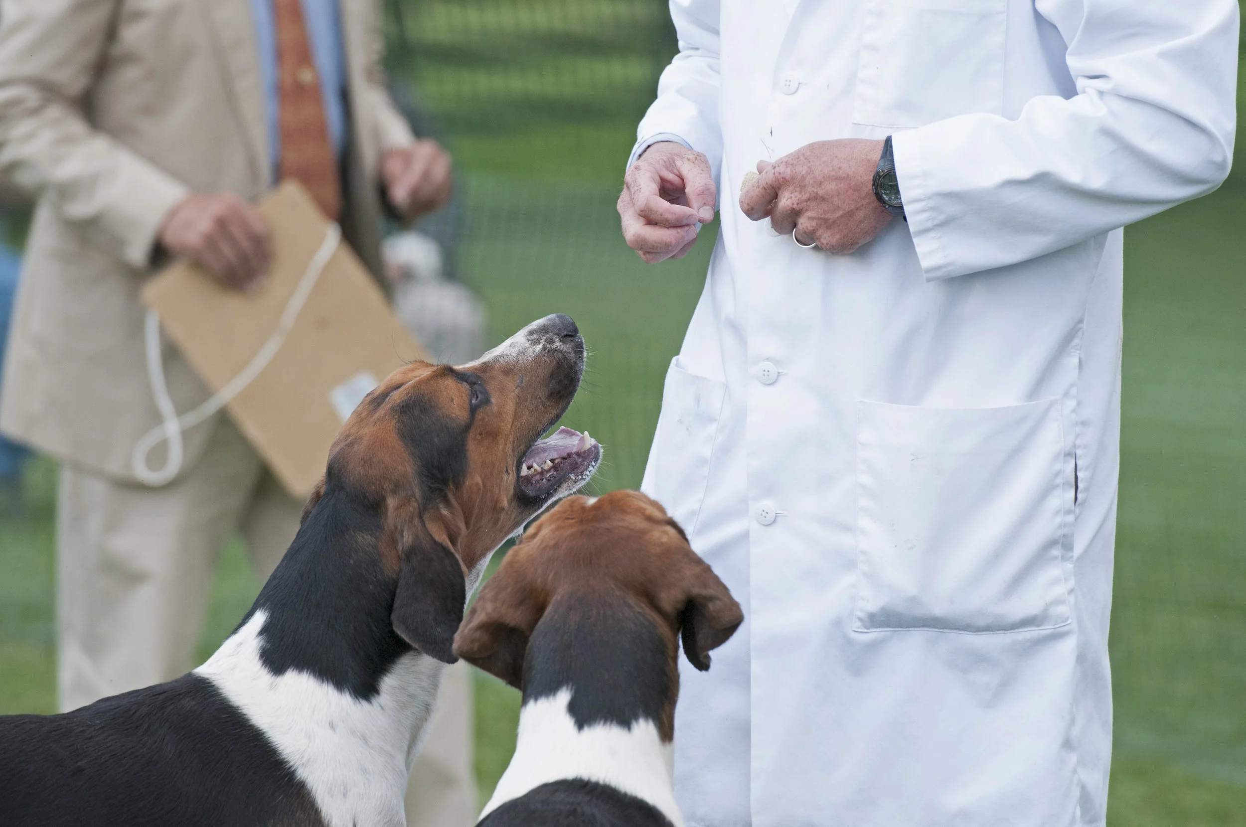 AL_GSVPuppyShow2017_024.jpg