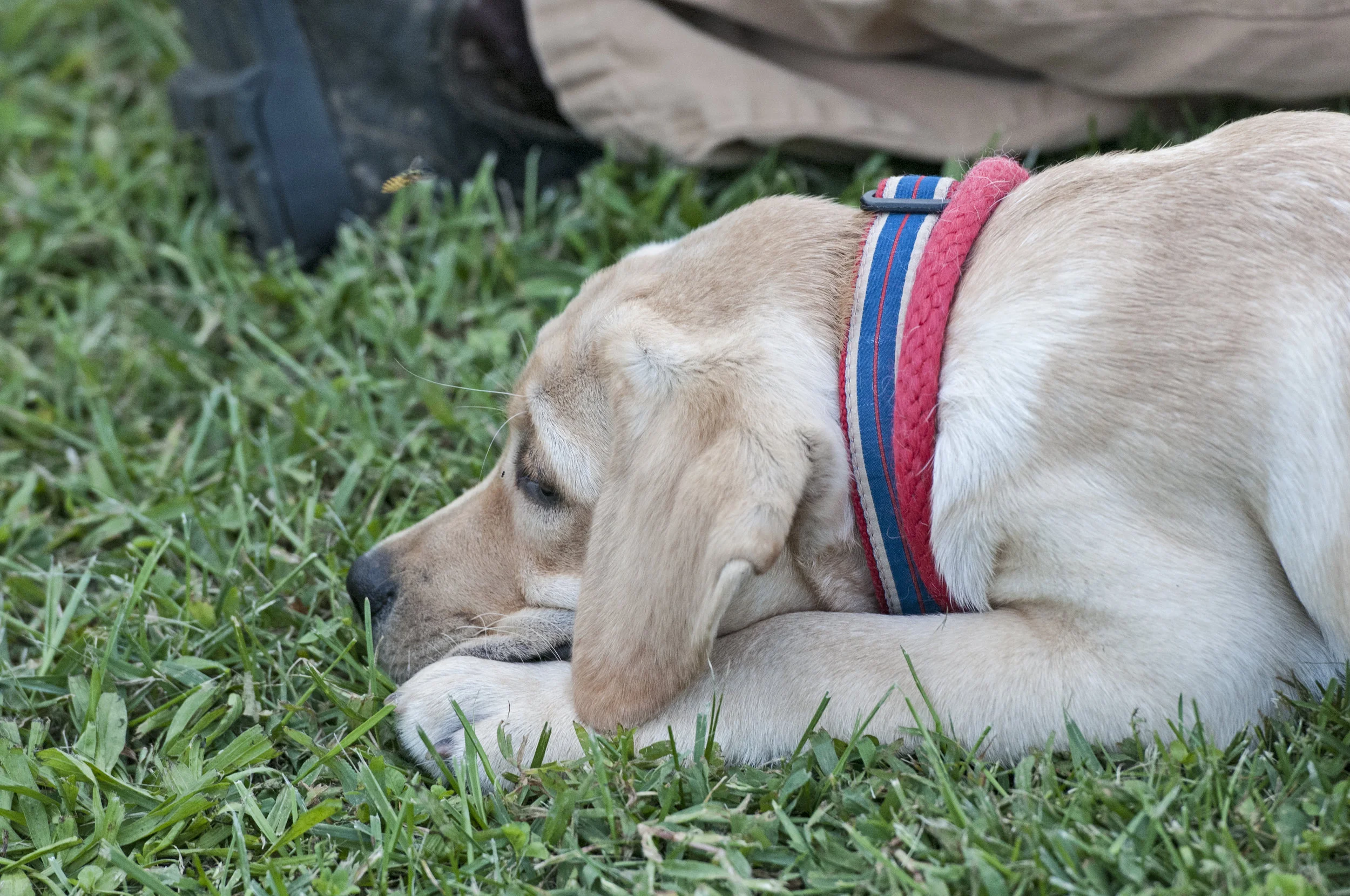 AL_GSVPuppyShow2017_026.jpg