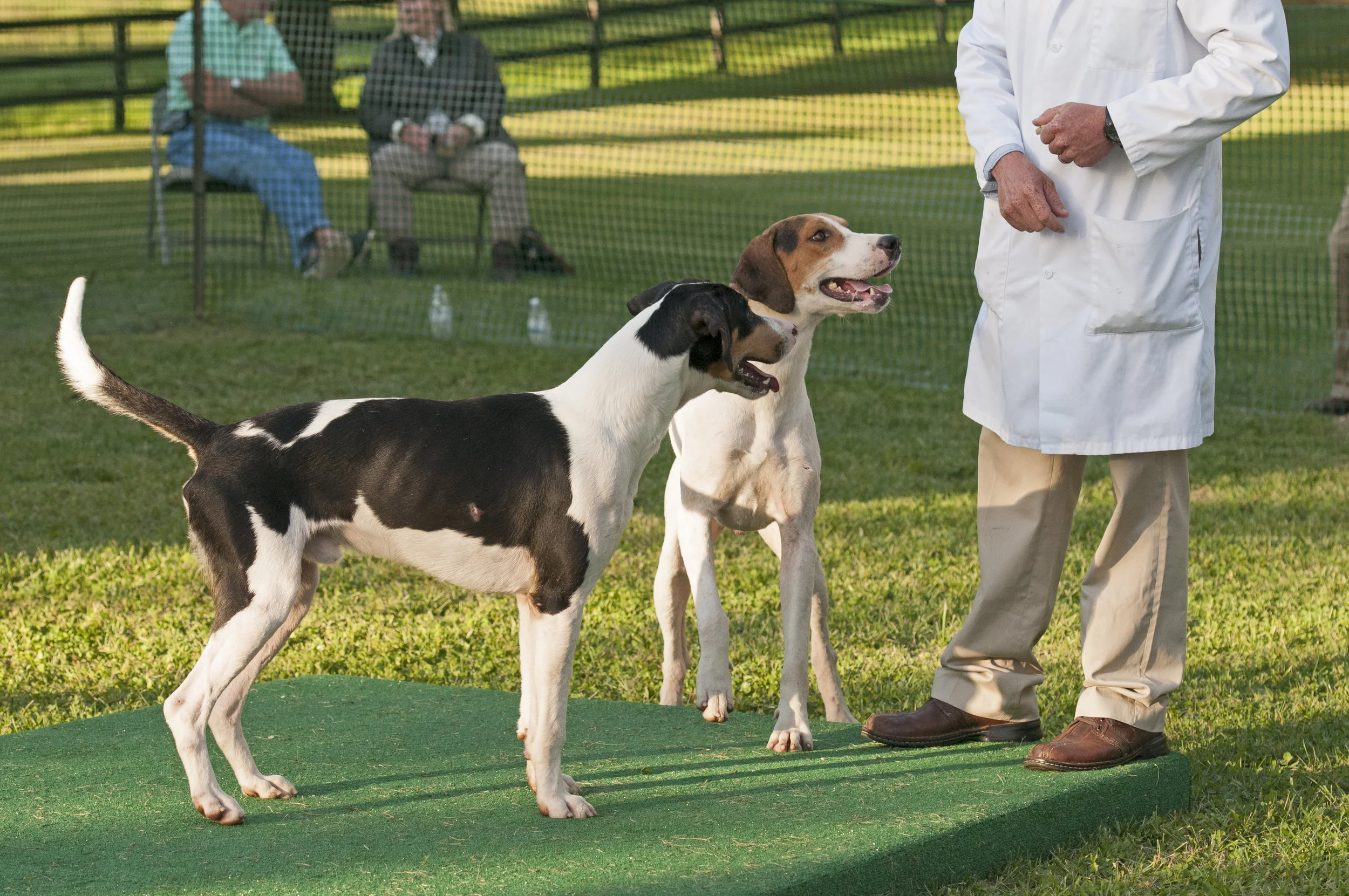 AL_GSVPuppyShow2017_041.jpg