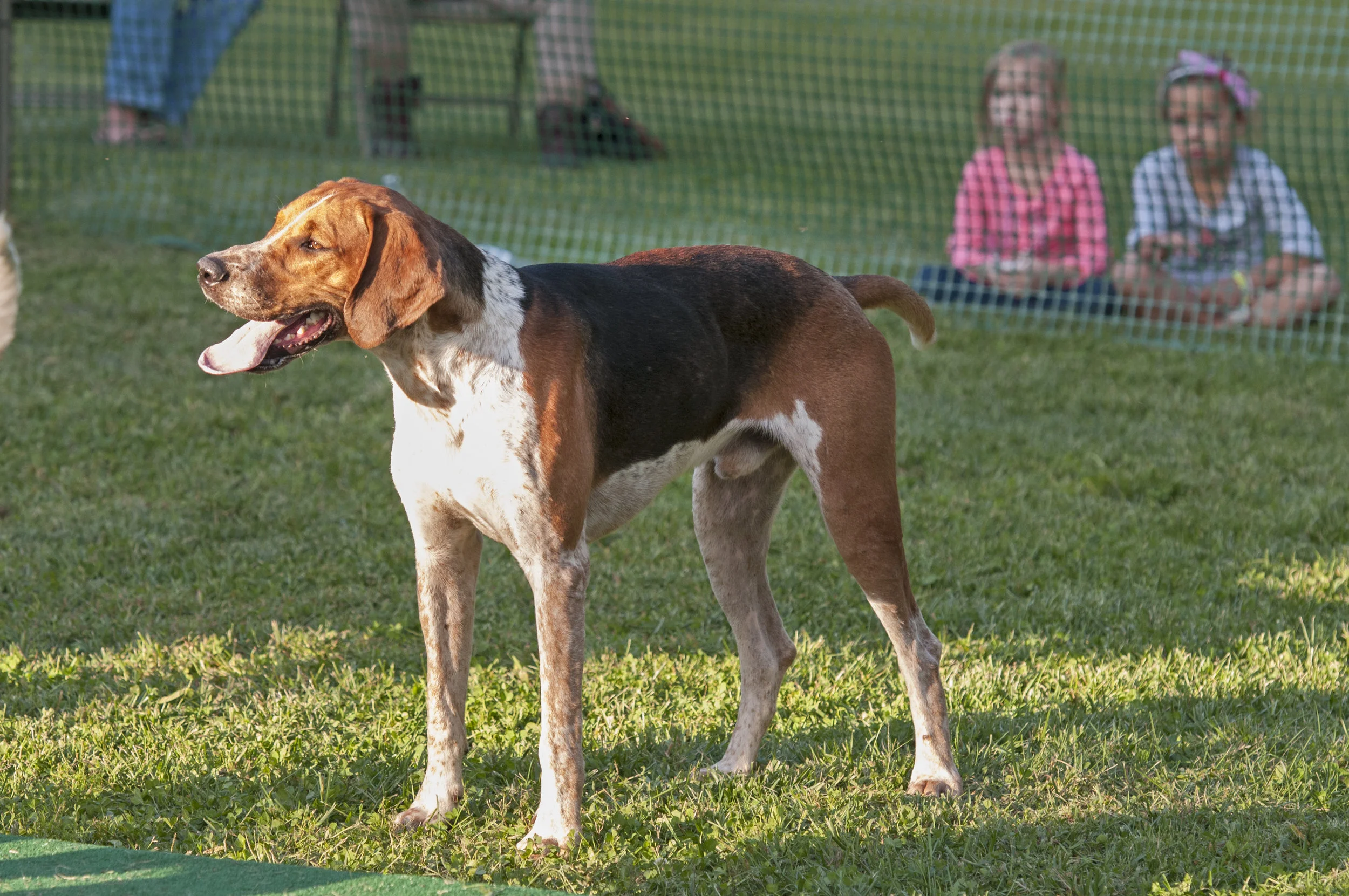AL_GSVPuppyShow2017_050.jpg