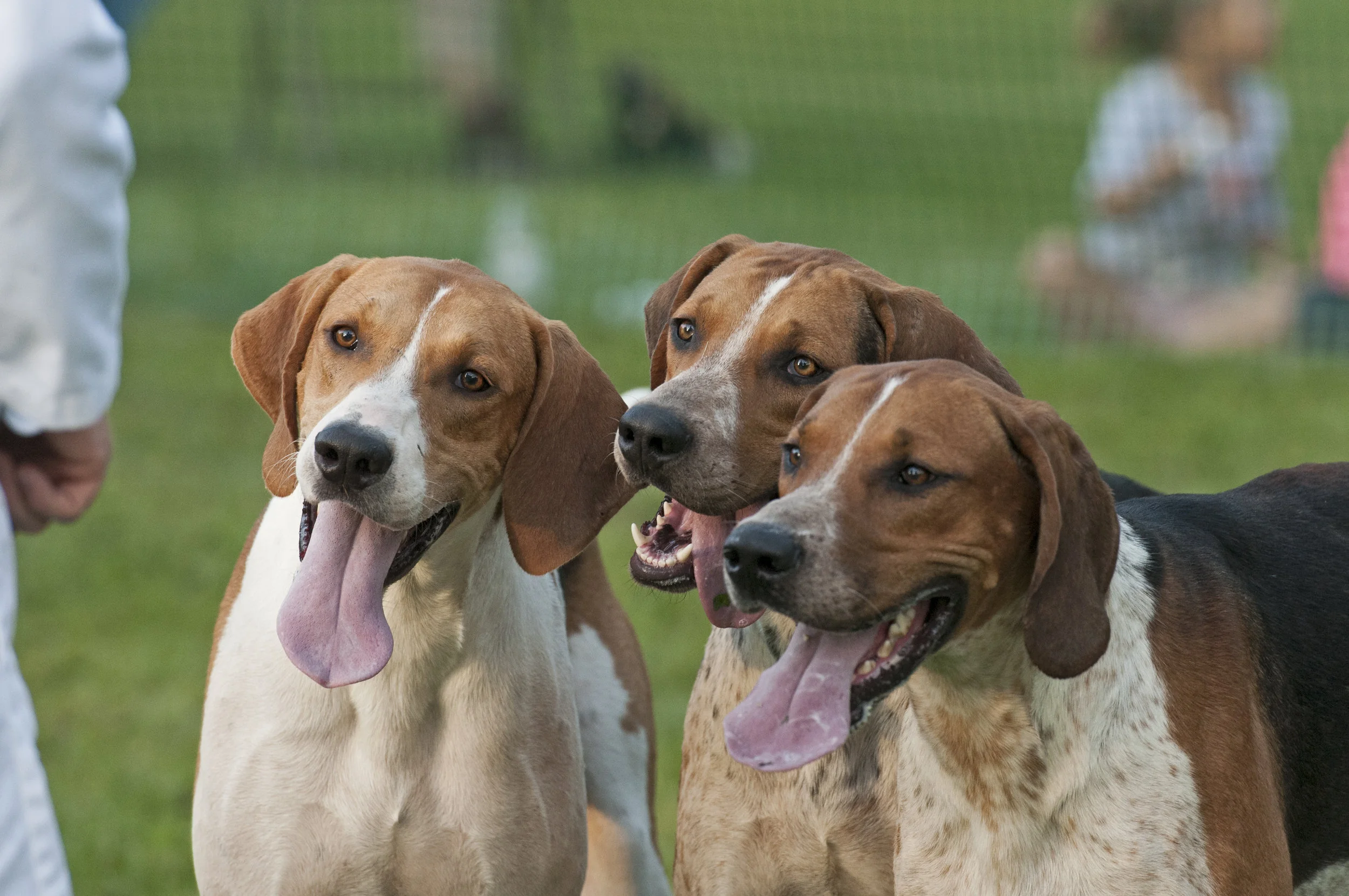 AL_GSVPuppyShow2017_056.jpg