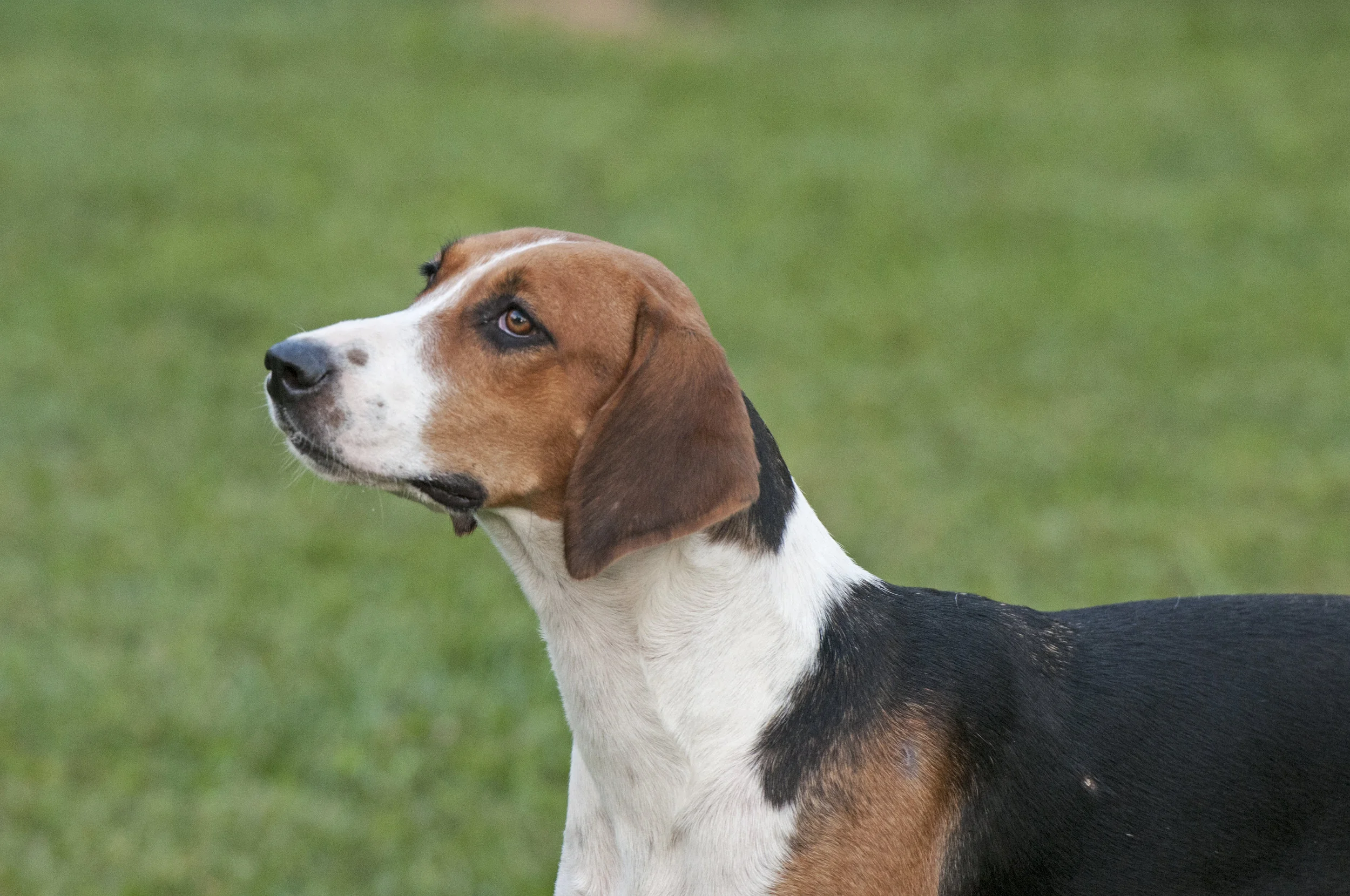 AL_GSVPuppyShow2017_057.jpg