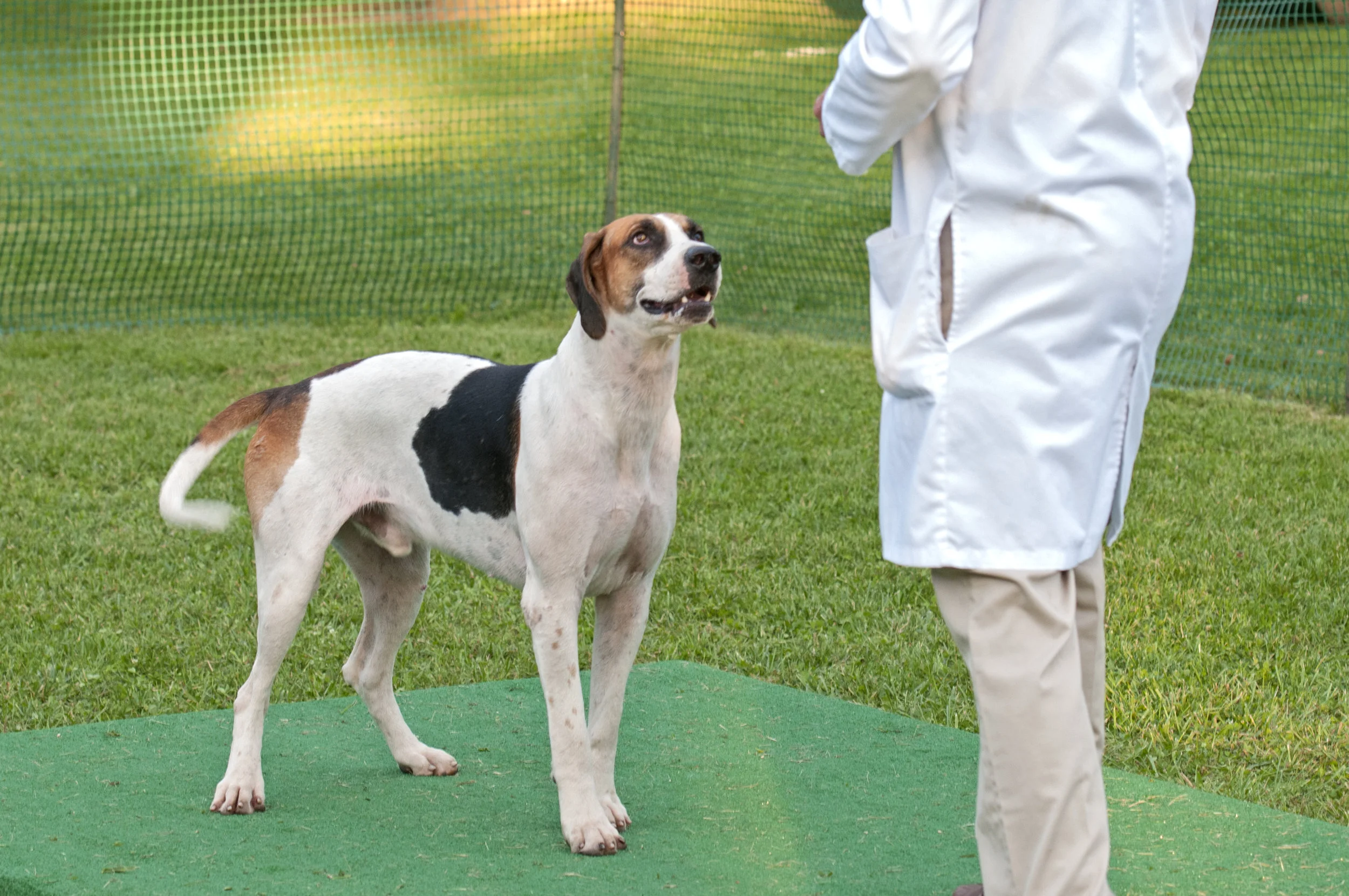 AL_GSVPuppyShow2017_060.jpg