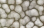 Silver is reported to… Be antimicrobial, antibacterial and anti-fungal—kills microbes by blocking energy production Improve healing—stimulates dermal and epidermal regeneration Decrease redness and inflammation—induces white cell apoptosis Non-Toxic 