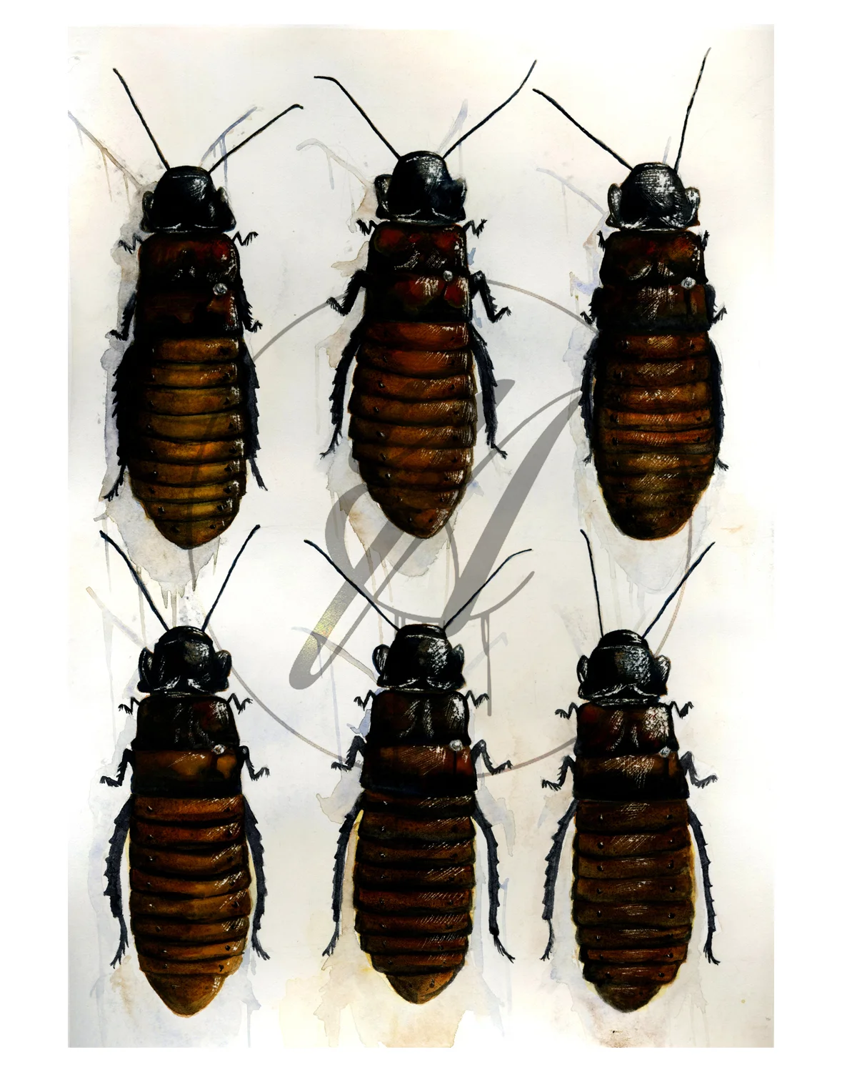 Madagascar Roaches