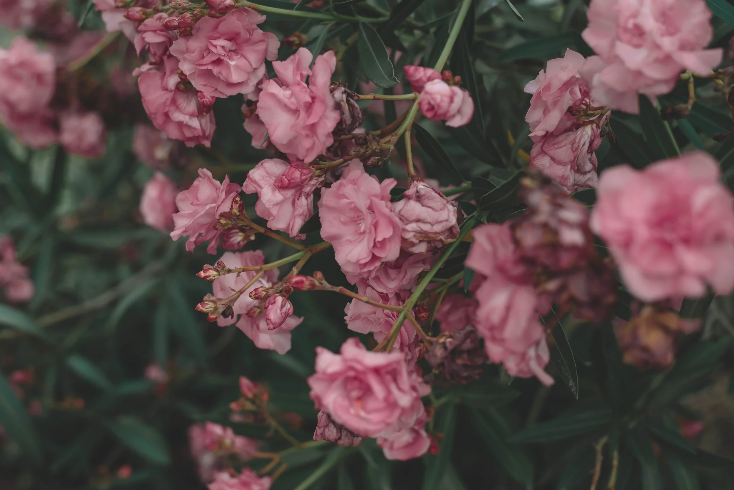 Vintage-pink-flowers-1067590.jpg
