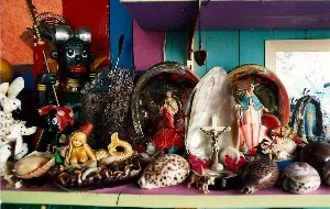 who collected rocks and seashells