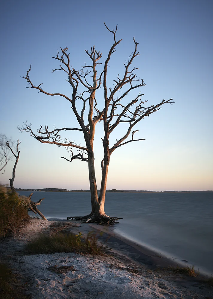 assateague tree