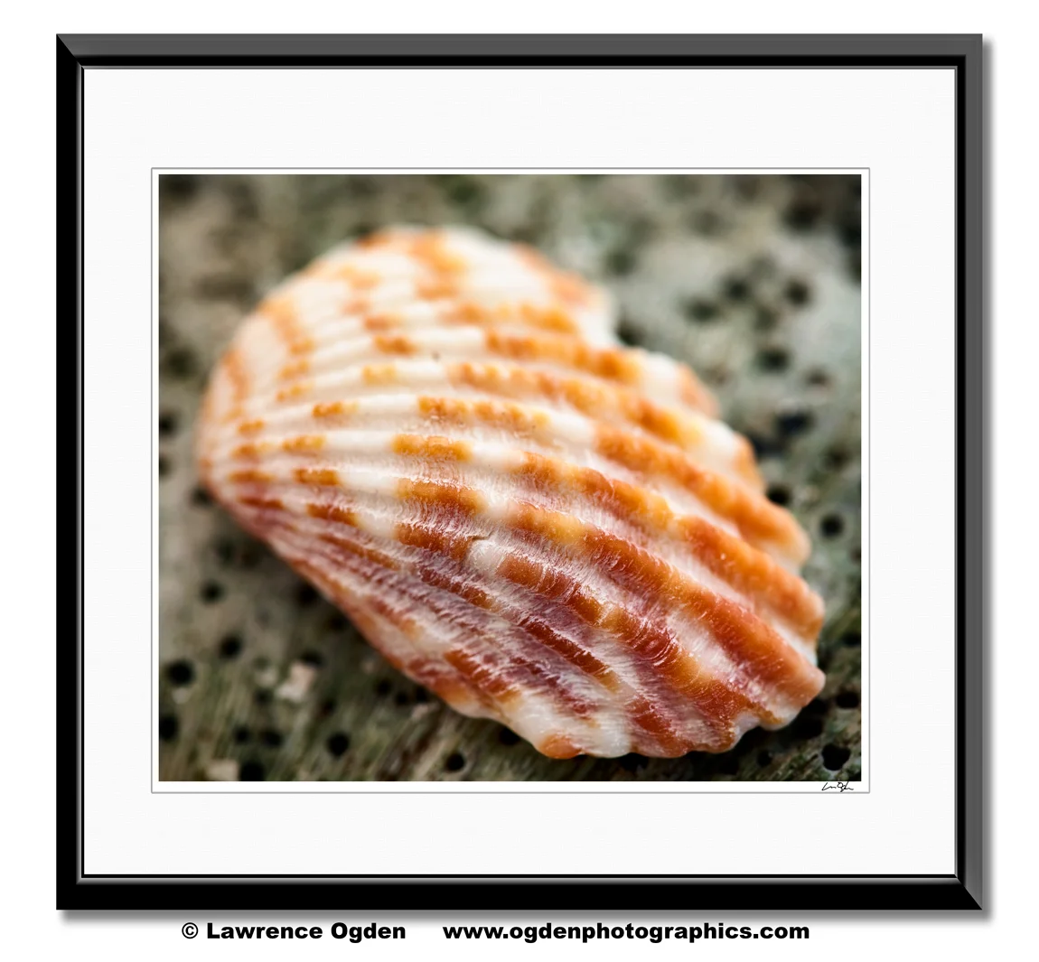dsc1200-sanibel-shell_Framed.jpg