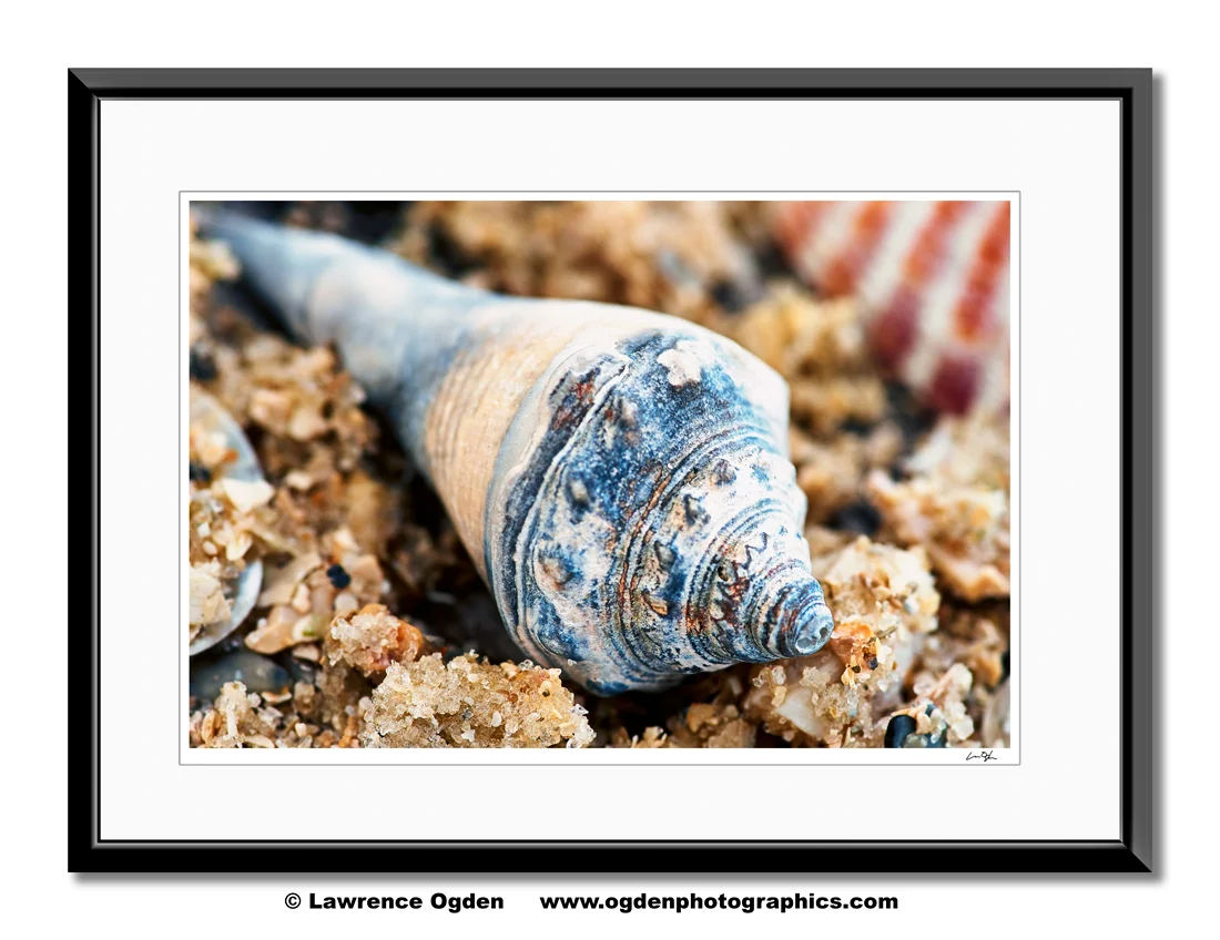 dsc1179-sanibel-shell_framed.jpg