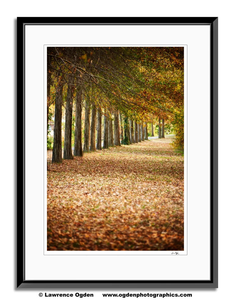 dsc0694-tow-path-trees
