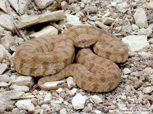 The Blunt-nosed Viper
