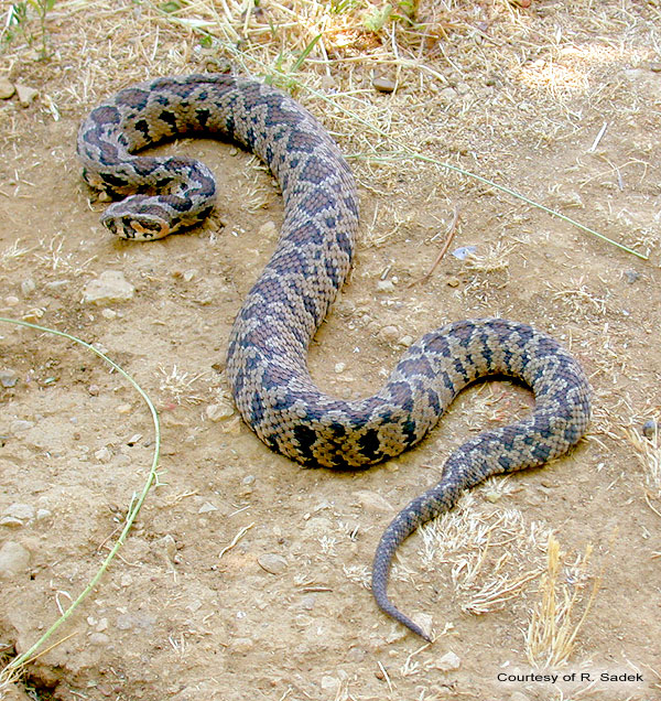 The Palestinian Viper