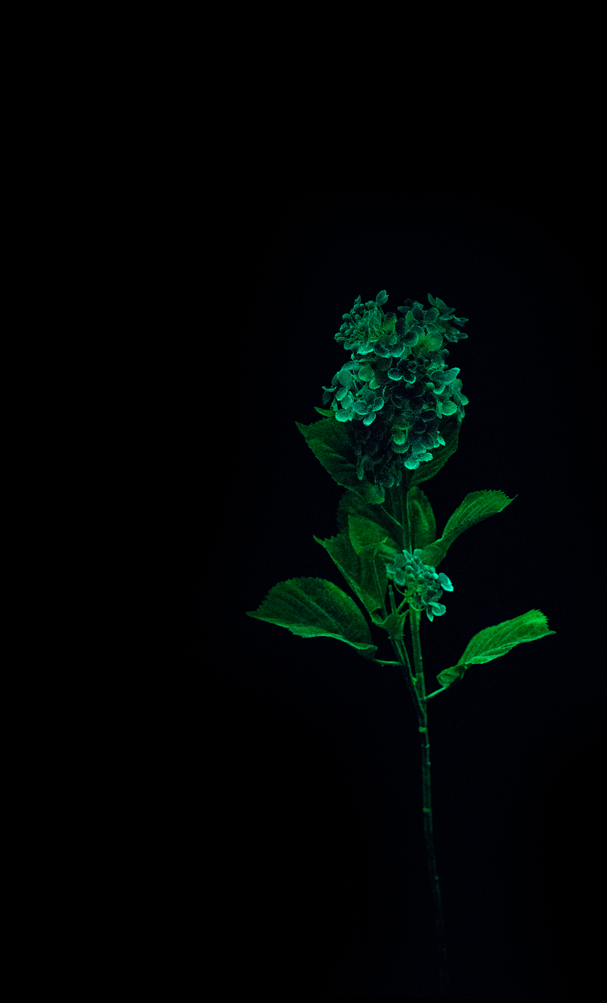  Shaun Stamp,  Lilacs &nbsp;(2018), Diptych, Giclee / Inkjet, Photography 